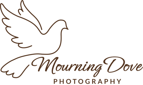 Mourning Dove Photography