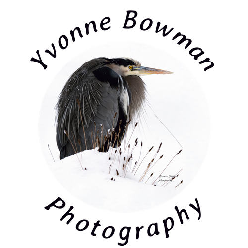 Yvonne Bowman Photography