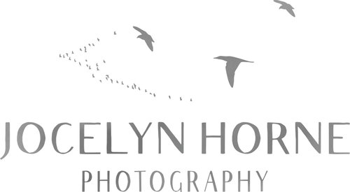 Jocelyn Horne Photography