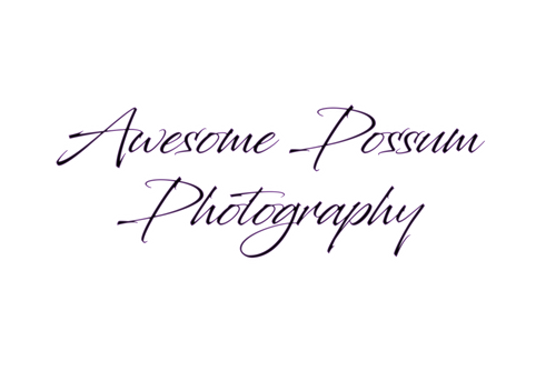 Awesome Possum Photography