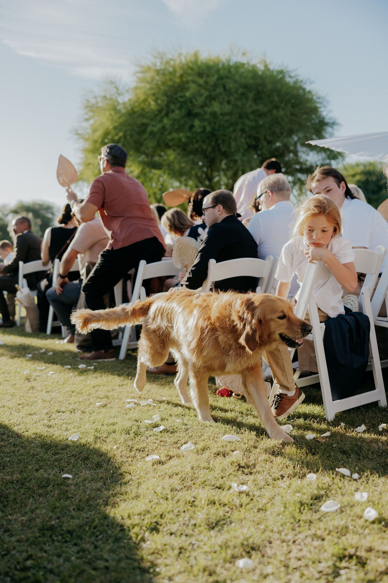 A golden retriever dog walking past rows of white chairs at an outdoor wedding ceremony.