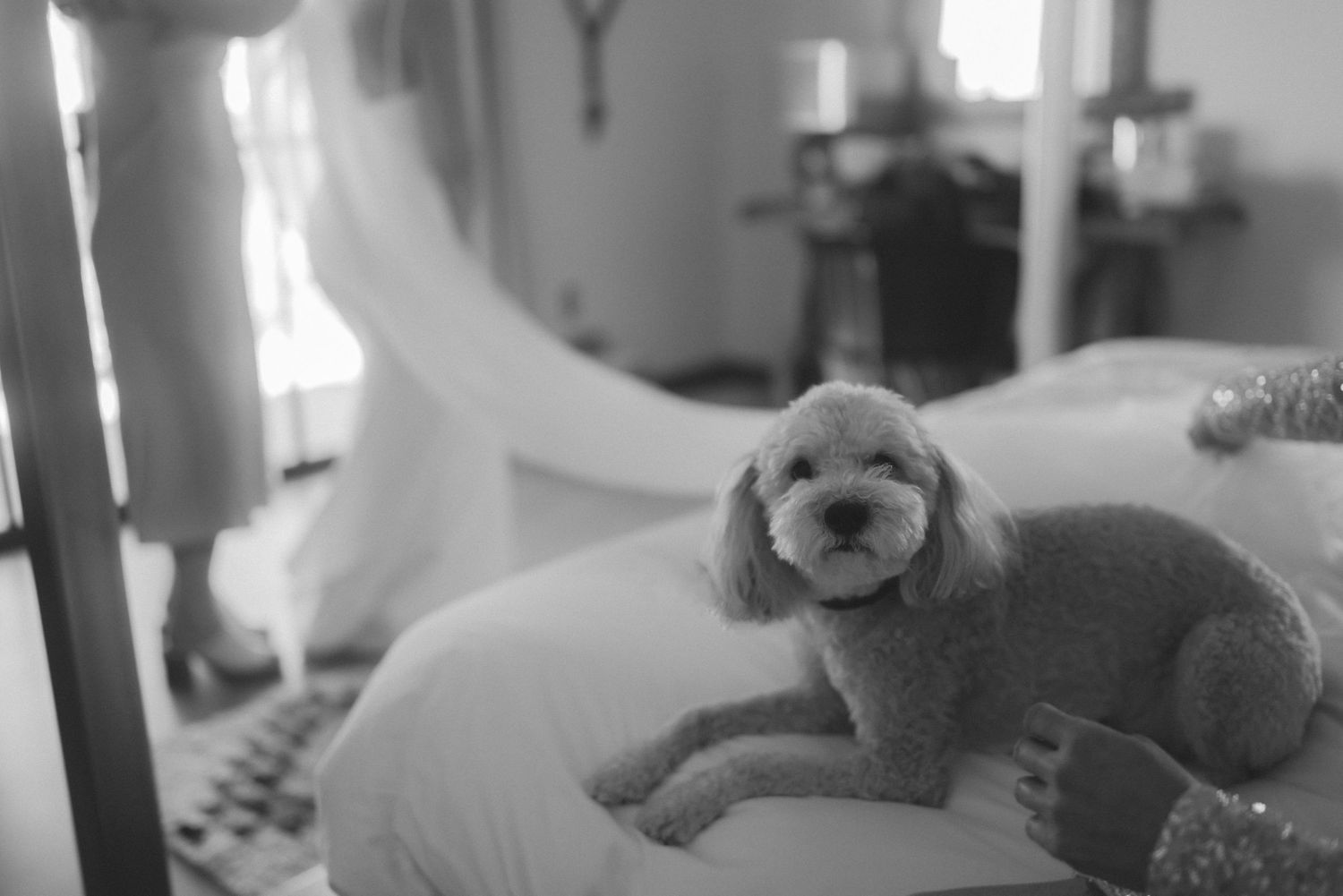A fluffy poodle dog resting on a bed in a softly lit bedroom, captured in black and white photography.