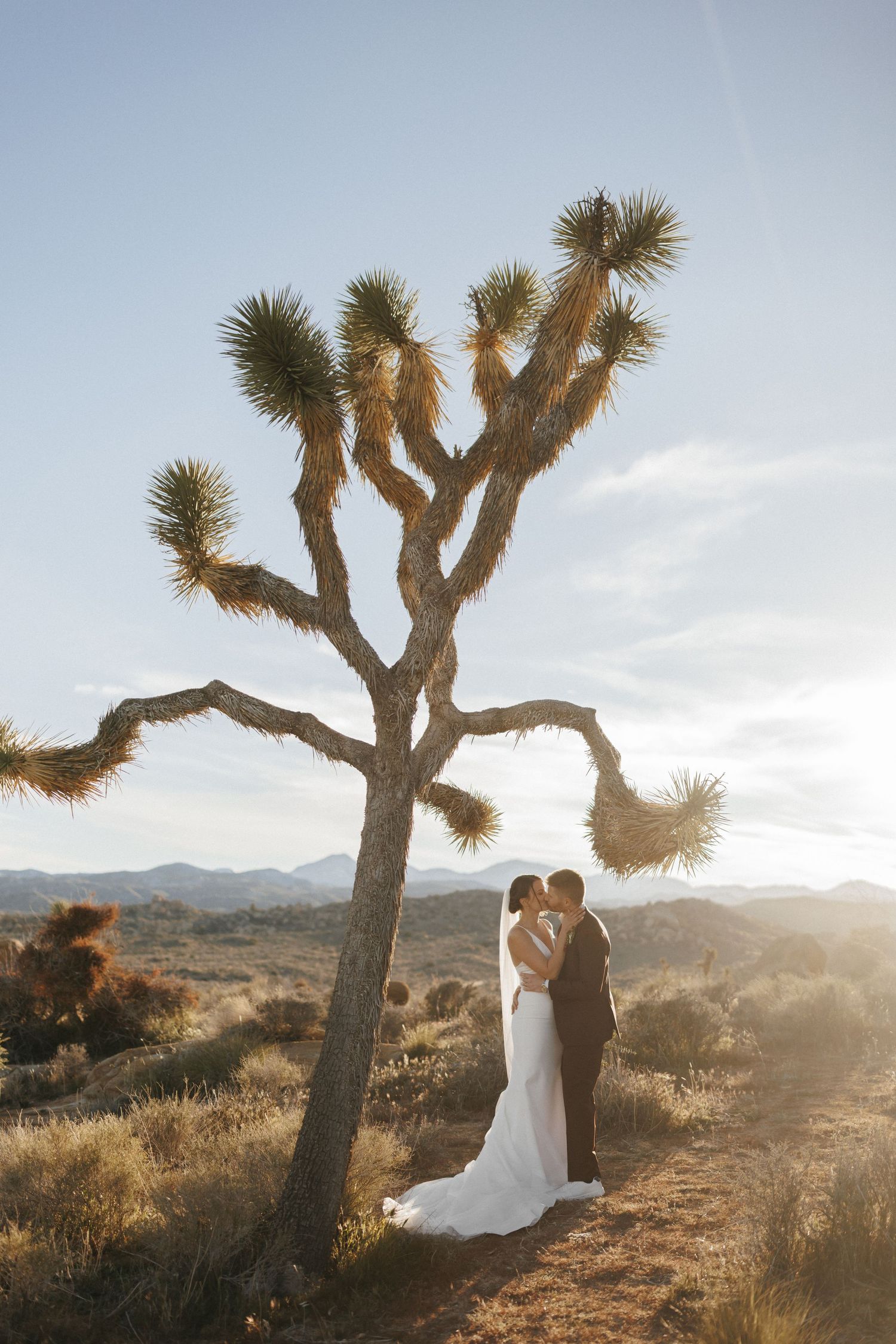 Wedding couple shares a romantic kiss beneath a tall Joshua Tree at golden hour in the California desert landscape.