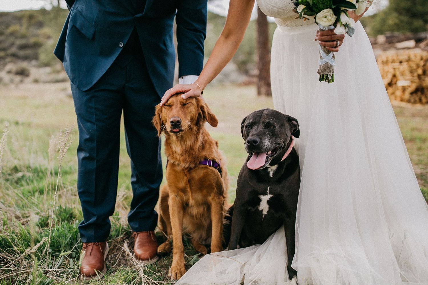 A wedding couple stands in a grassy field with their two brown and black dogs during their outdoor ceremony.