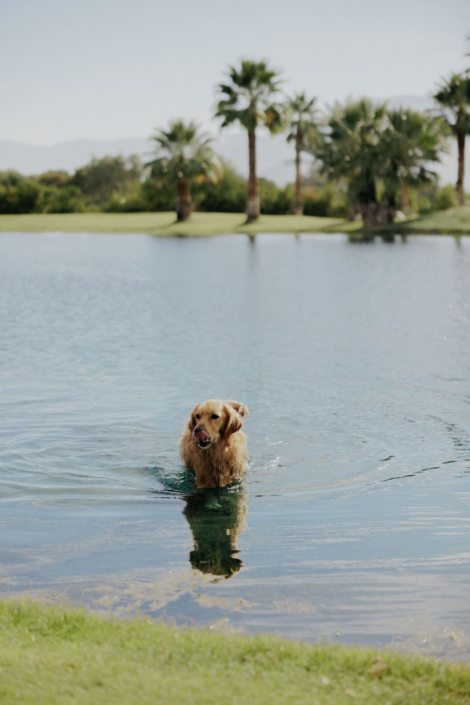 Golden retriever dog swimming in a lake near a grassy shore with palm trees in the background.