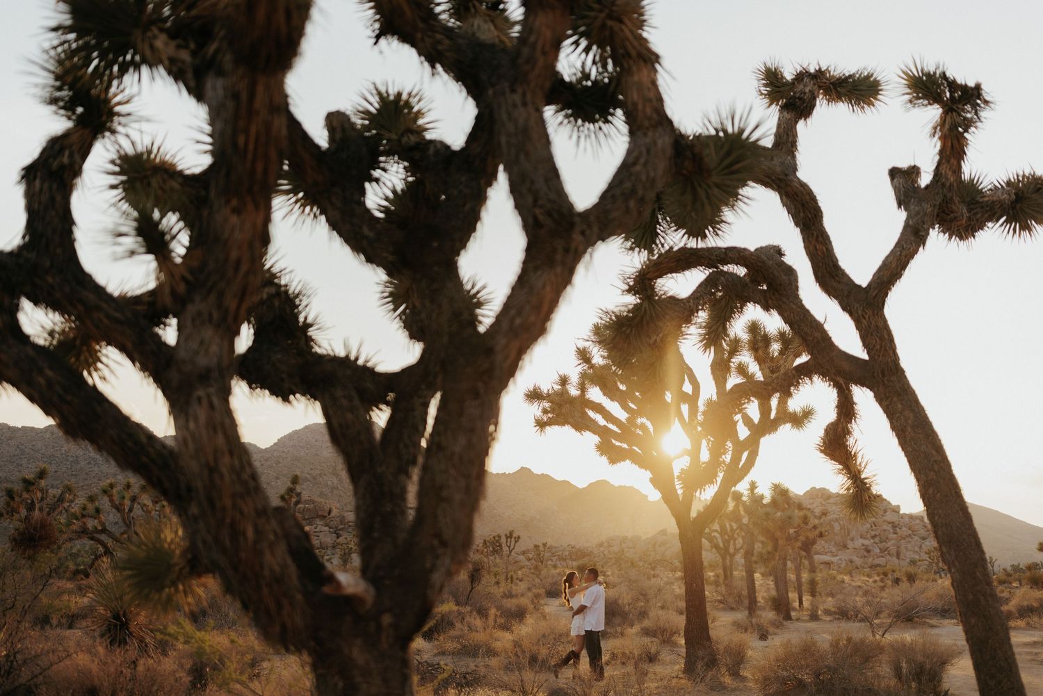 A couple walks through Joshua Tree National Park during golden hour with silhouetted trees against the sunset.