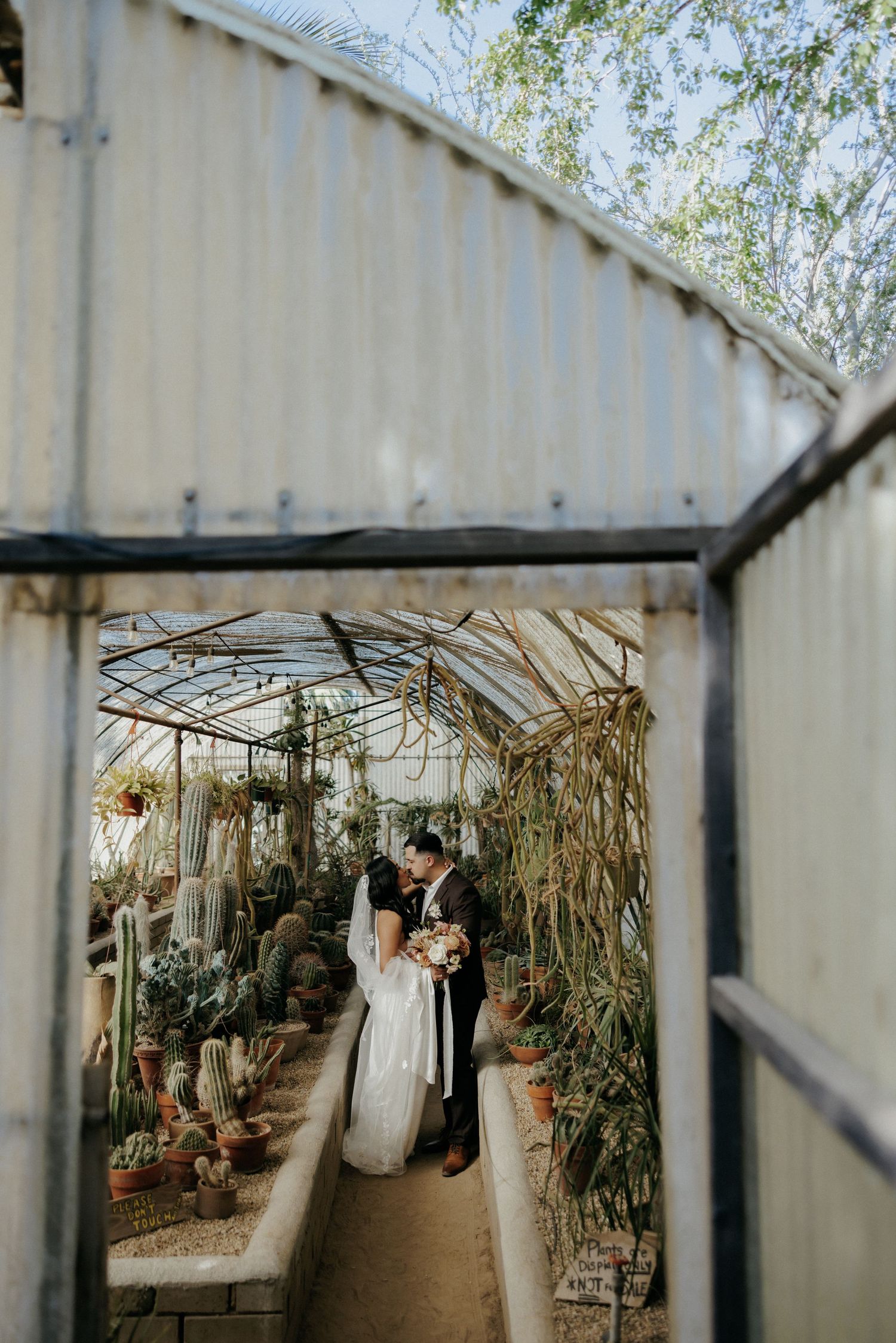 A greenhouse with rustic decor provides a charming natural setting surrounded by climbing vines and sunlit windows.