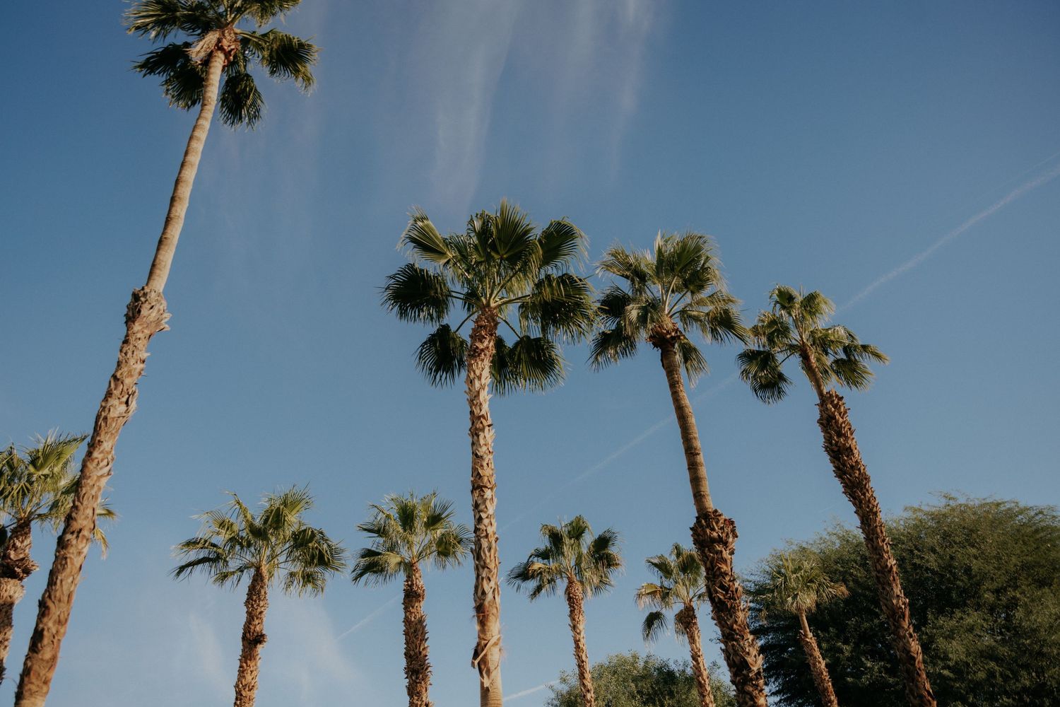 Tall palm trees reaching towards a bright blue sky in a tropical landscape with sunlight.