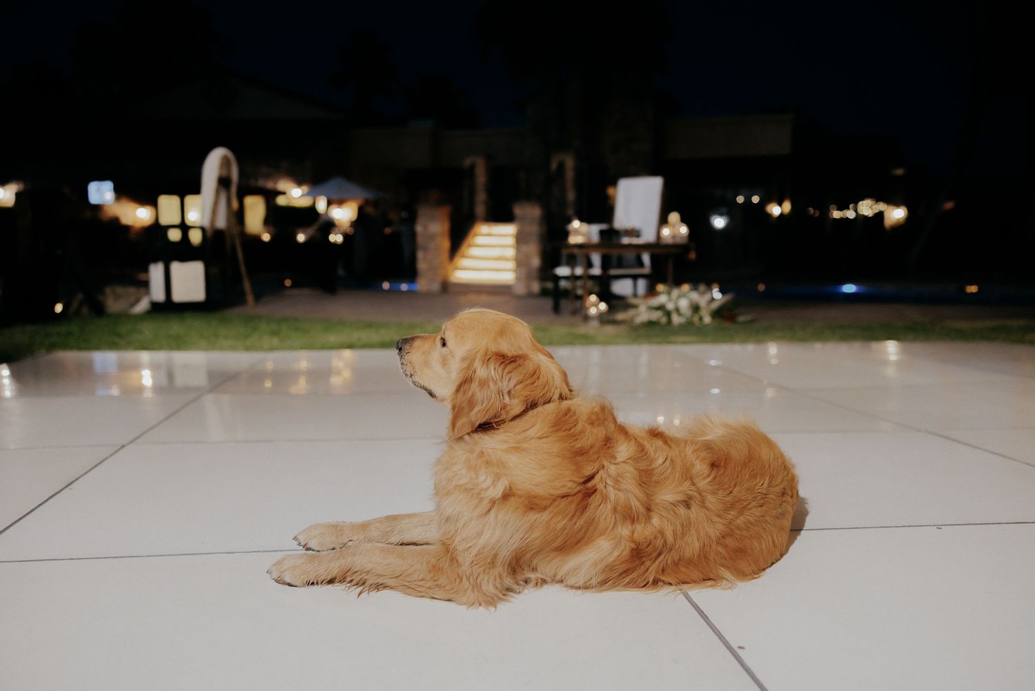 A golden retriever dog lies peacefully sleeping on light-colored tile flooring.