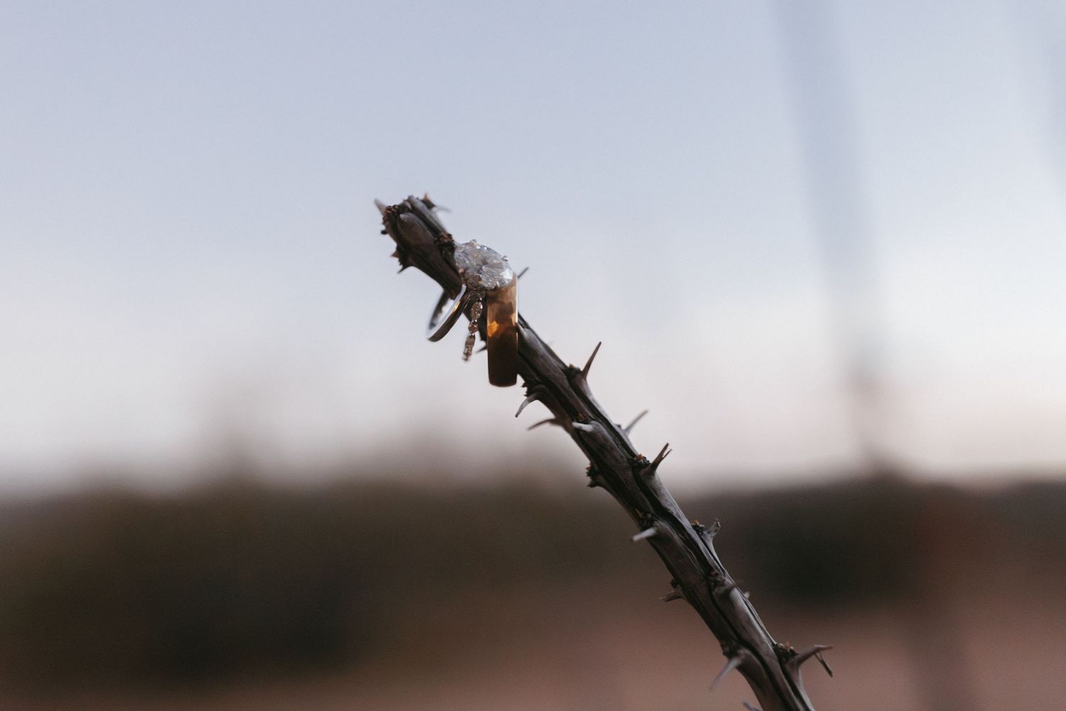 Close-up of a thorny desert branch with a small crystal against a soft blurred background.