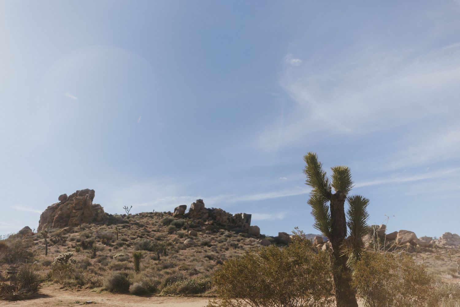 Joshua tree and rocky desert landscape under a blue sky in Joshua Tree National Park, California.