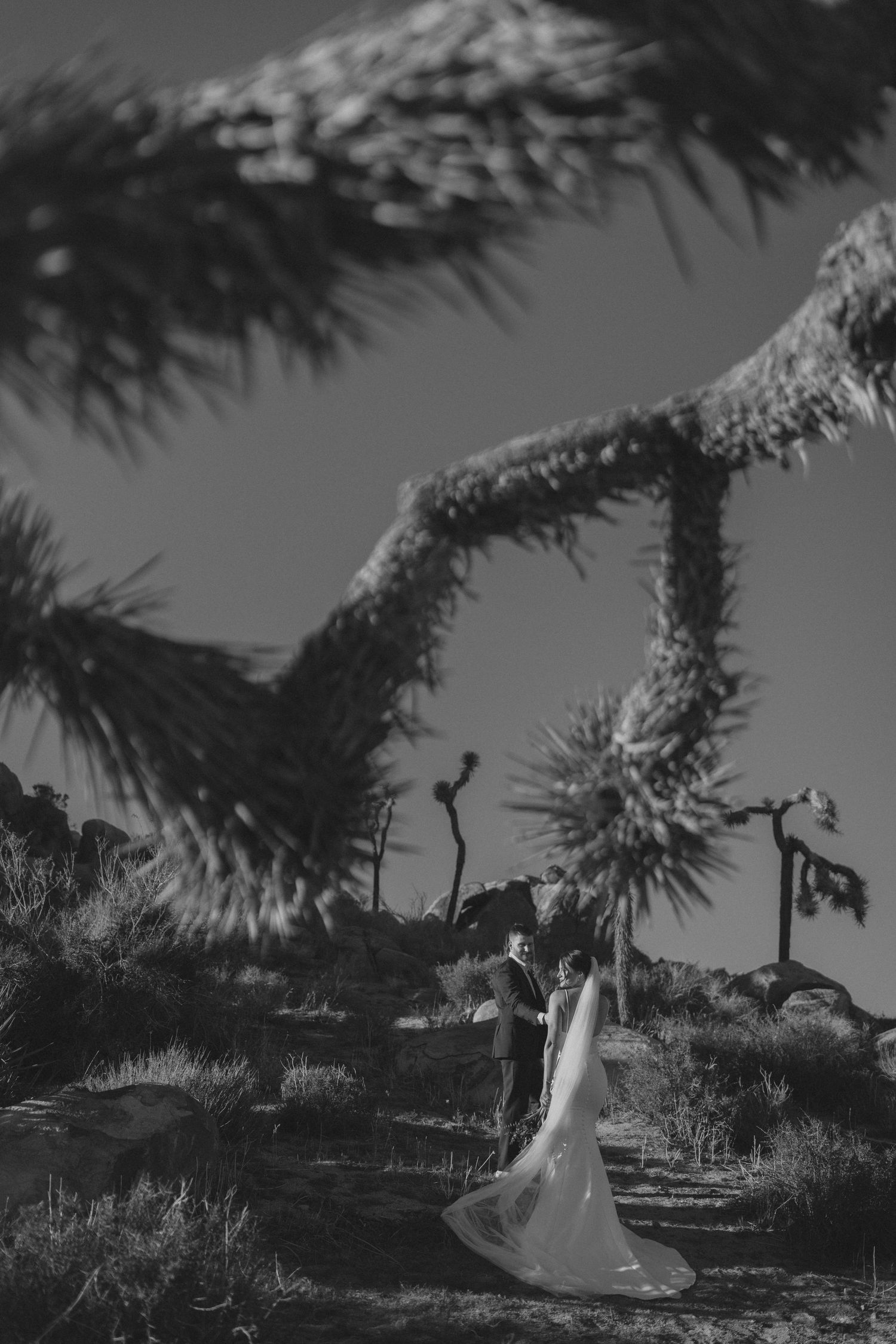 Black and white photo of bride and groom standing beneath a Joshua tree with spiky branches in focus.