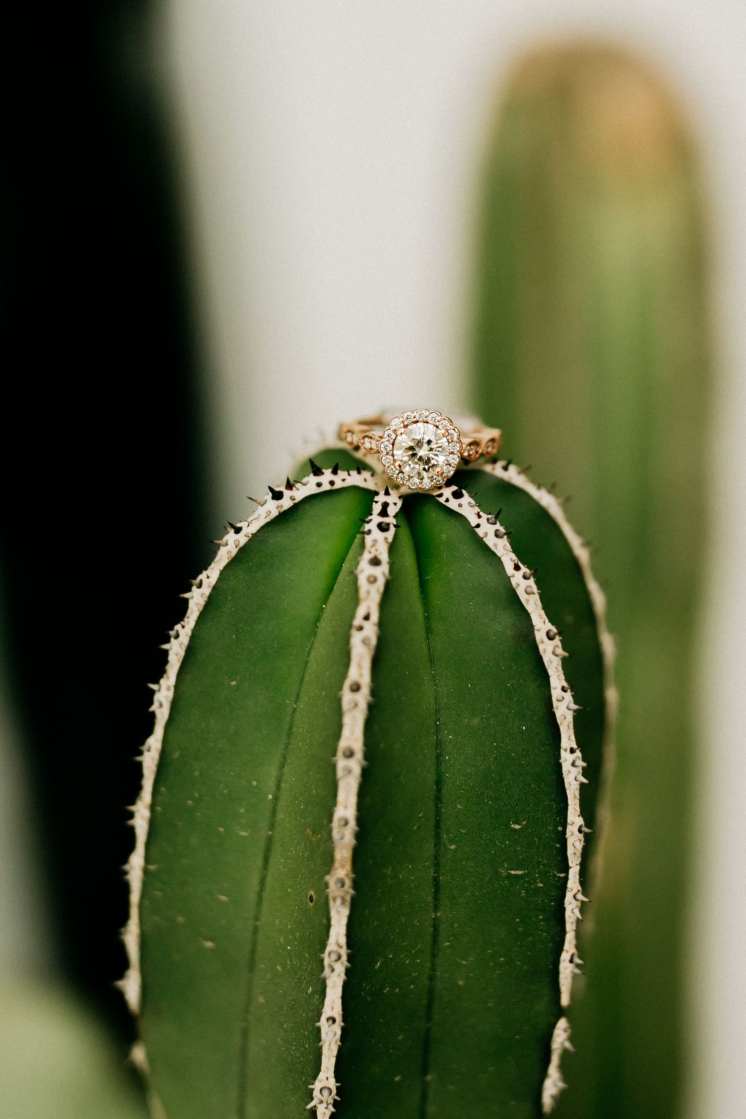 Diamond engagement ring perched atop a green cactus in artistic macro photography.