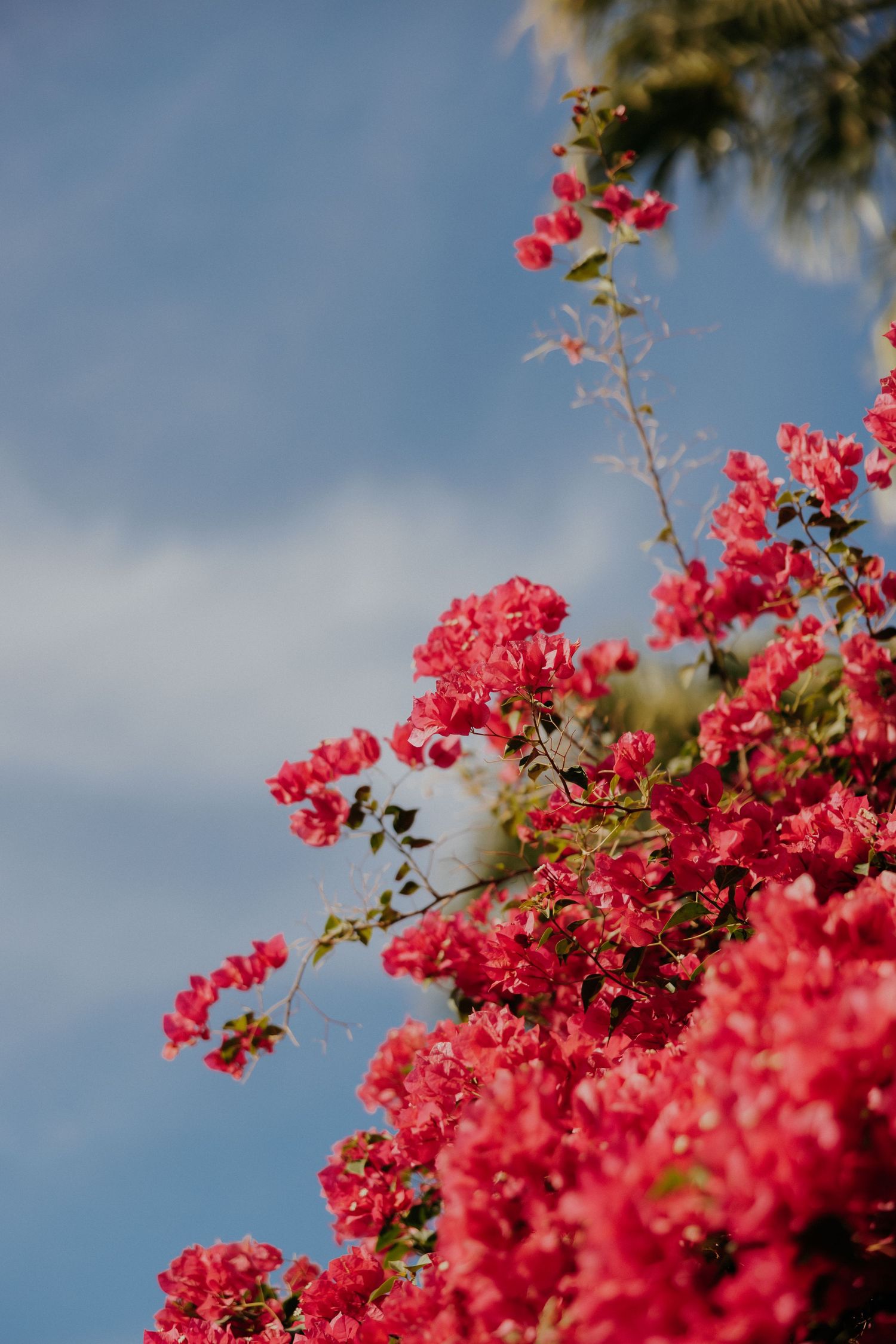 Vibrant pink bougainvillea flowers bloom against a blue sky with wispy clouds on a sunny day.
