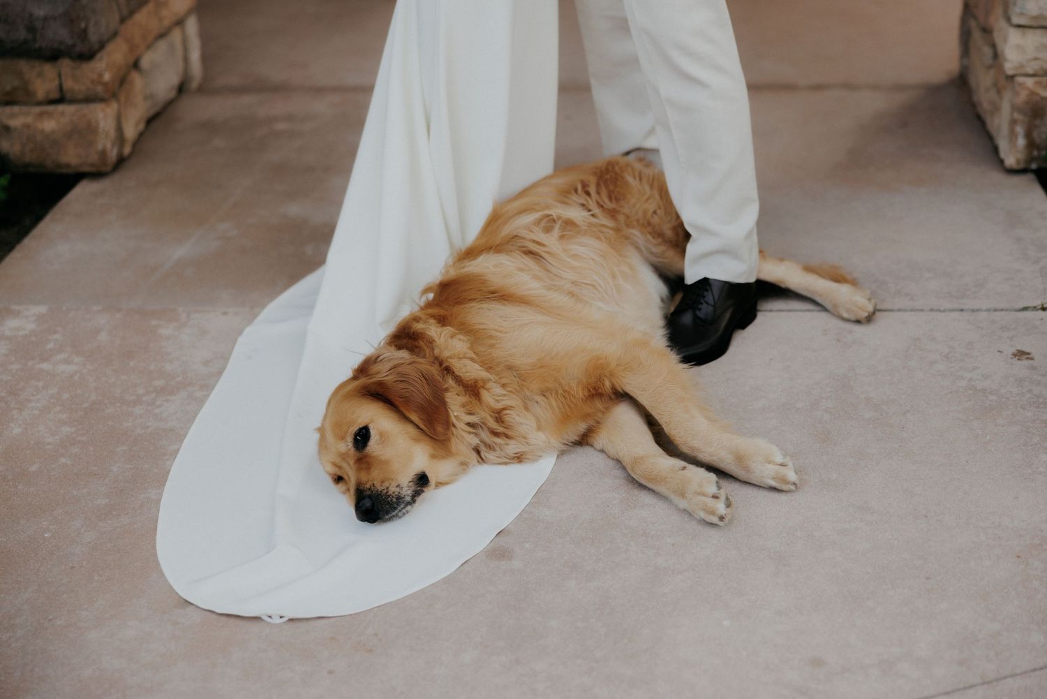 Golden retriever sitting on floor playfully unravels white toilet paper roll creating a mess.