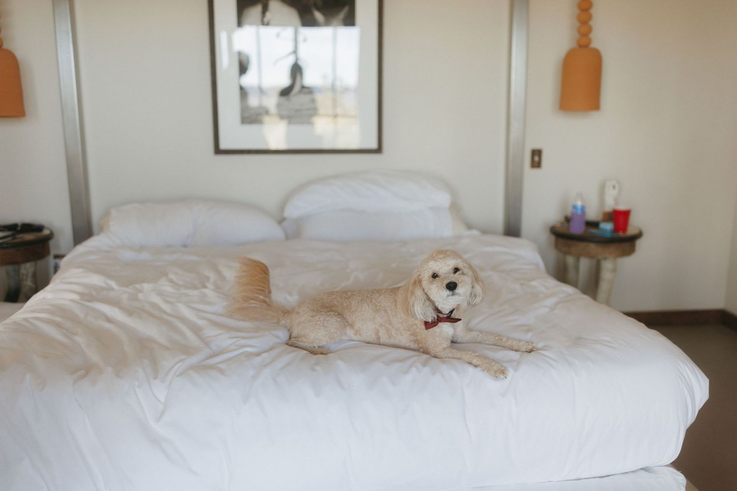 A golden retriever dog relaxes on a white bed in a bright hotel room.