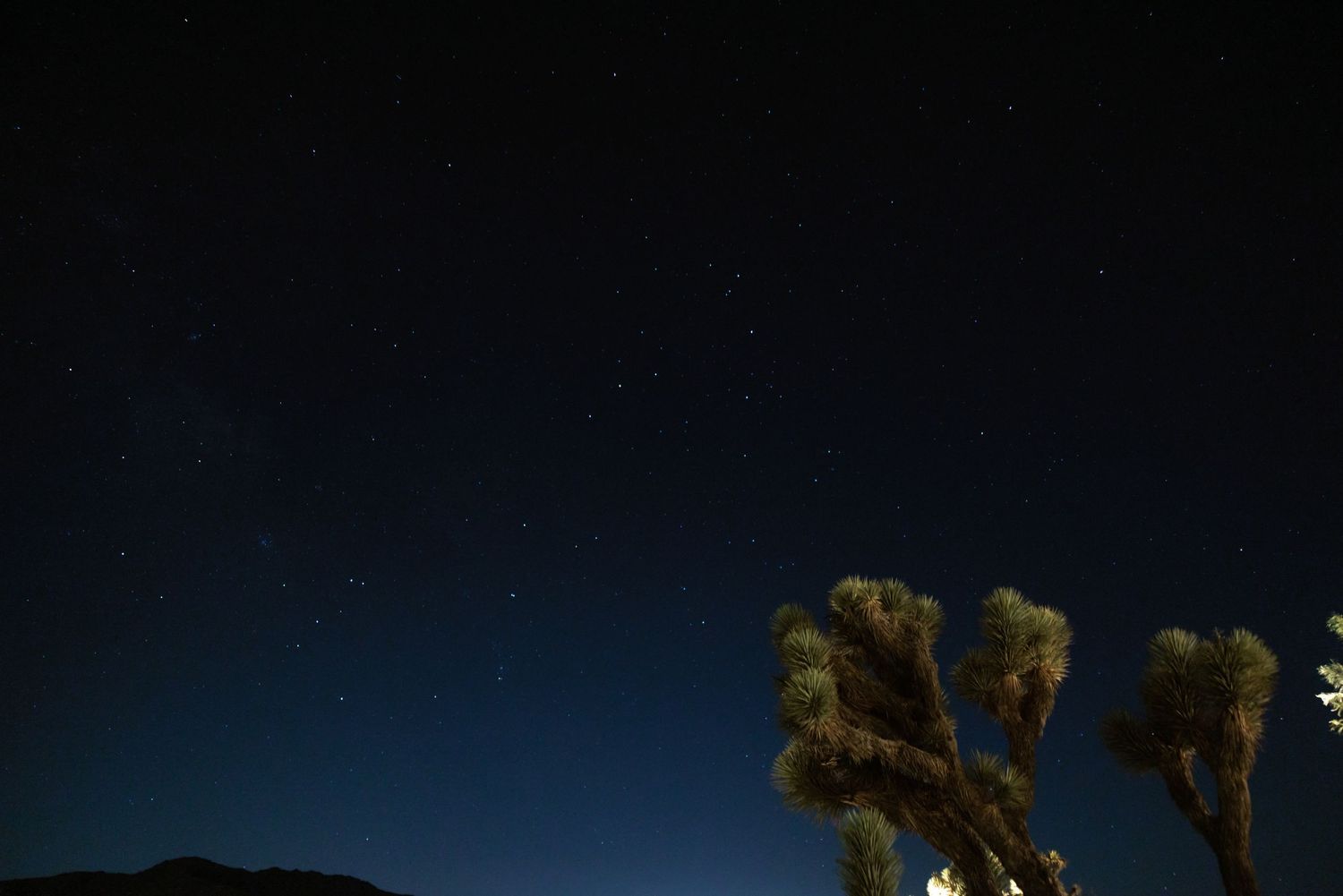 A dark desert landscape at night with Joshua trees silhouetted against a starry sky in Joshua Tree National Park.