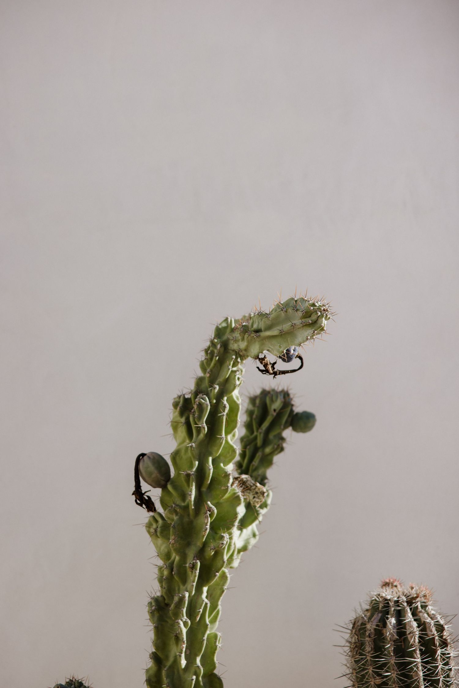 Close-up view of green cactus stalks with thorns against a plain light gray wall background.