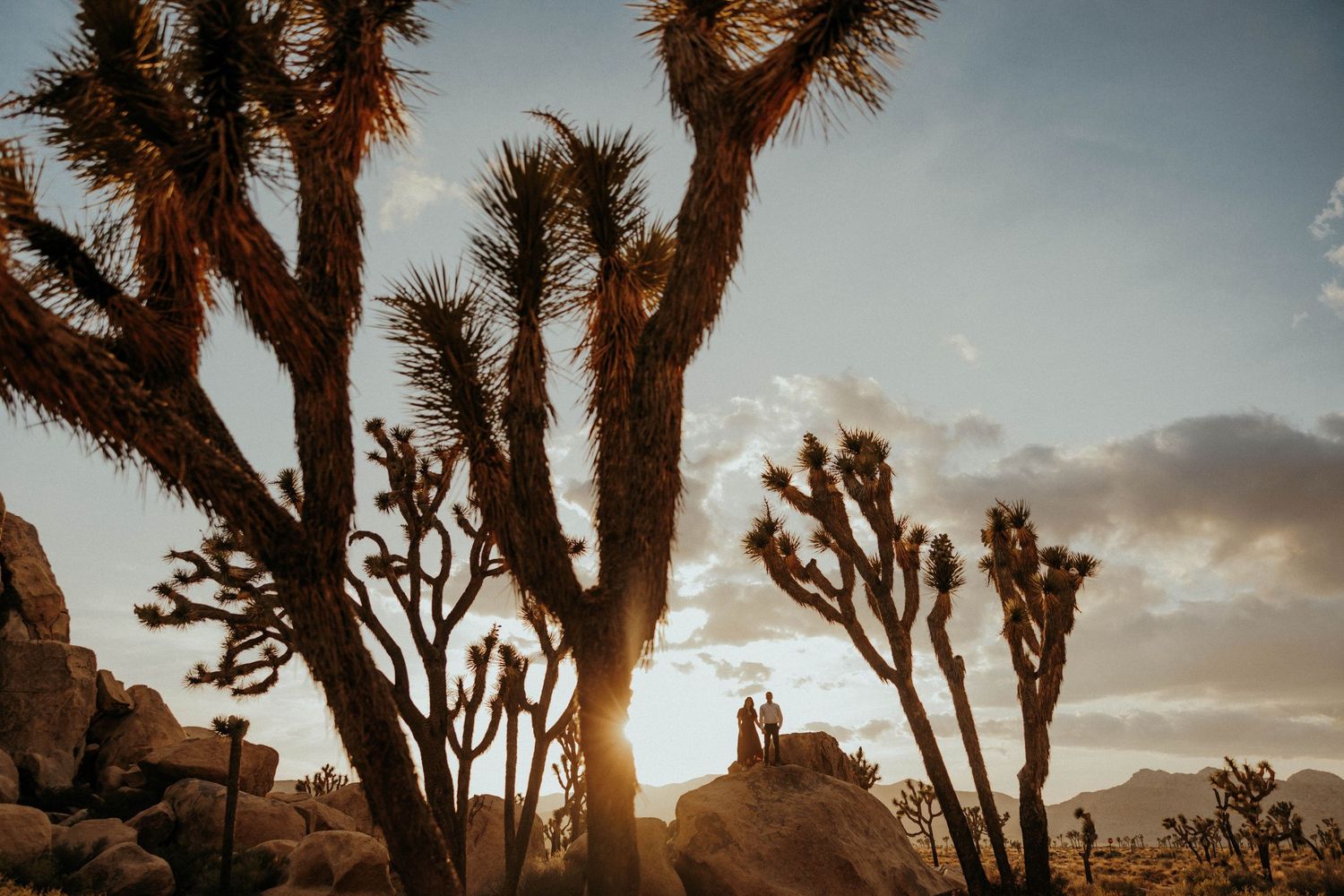 Silhouetted Joshua Trees stand against a bright sunset sky in Joshua Tree National Park during golden hour.