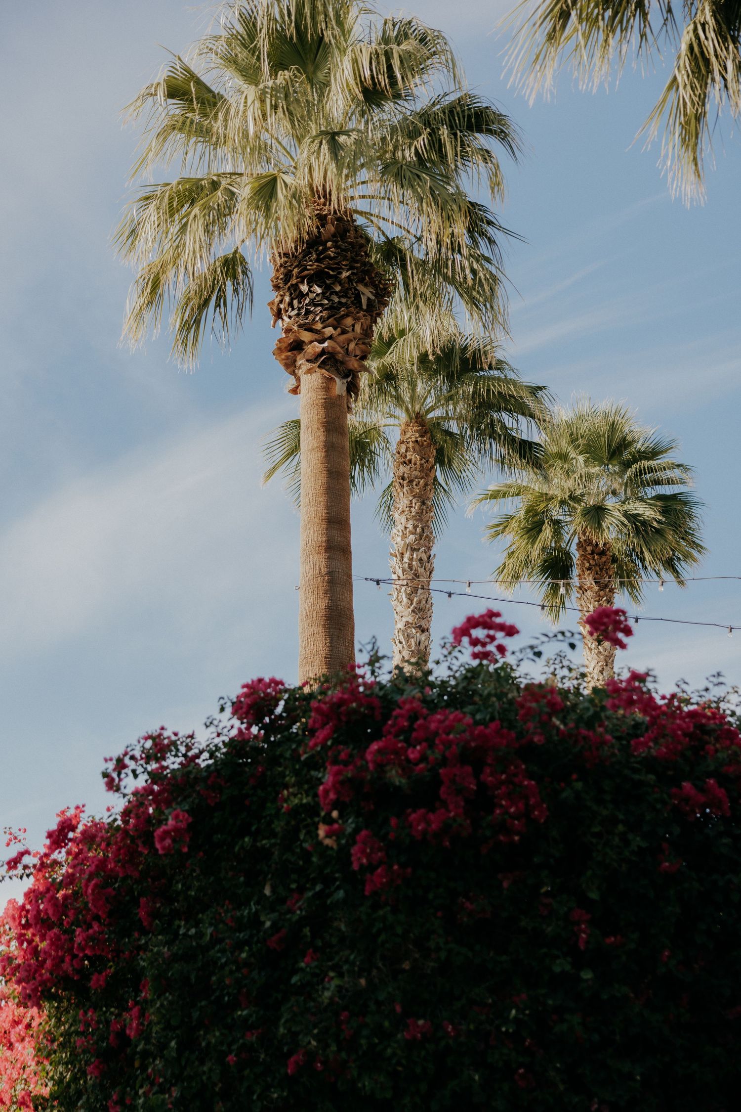 Palm trees and vibrant magenta bougainvillea flowers bloom against a bright blue sky in a tropical landscape setting.