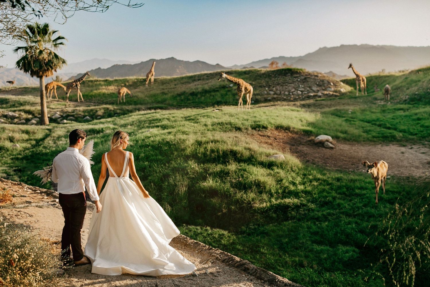 A couple walks across a serene safari landscape with grazing giraffes and palm trees in the background.