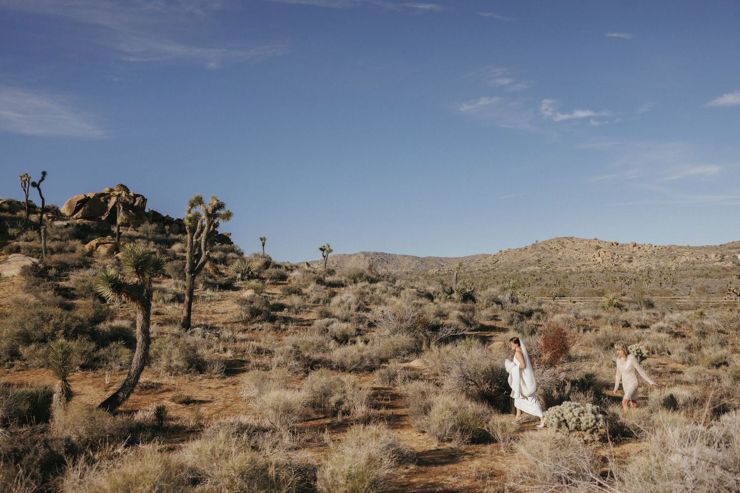 Bride in white dress sitting among desert shrubs with Joshua trees in background.