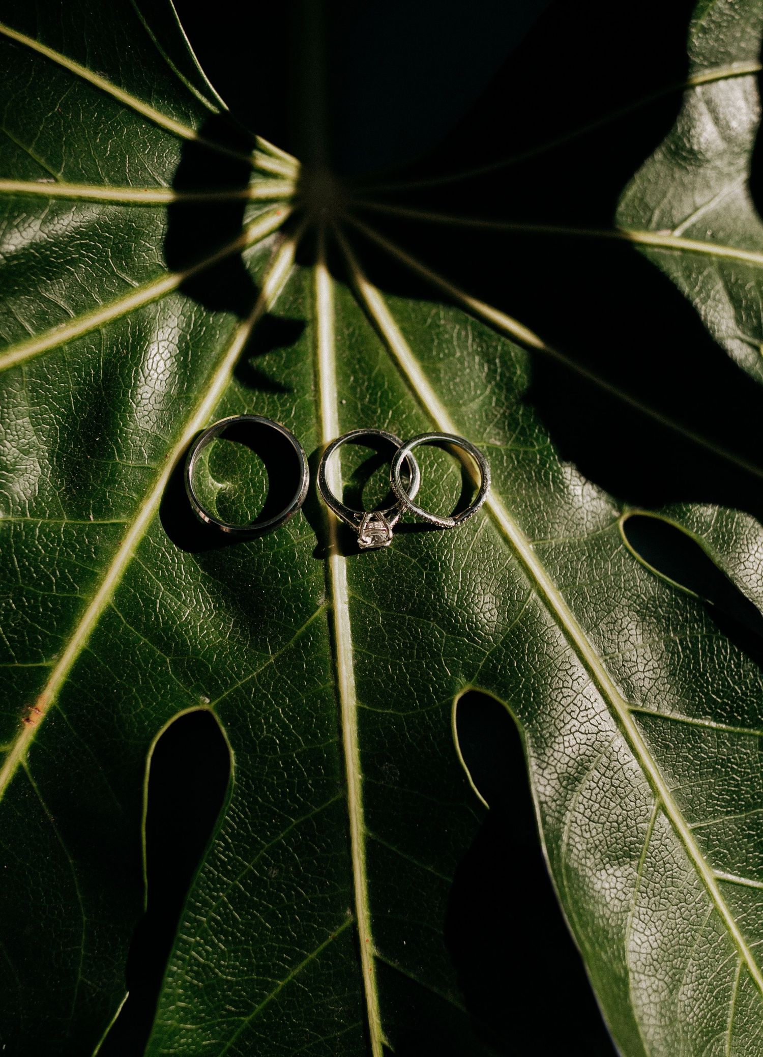 Wedding rings rest on a shiny green leaf with sharp spikes, creating an artistic macro shot.
