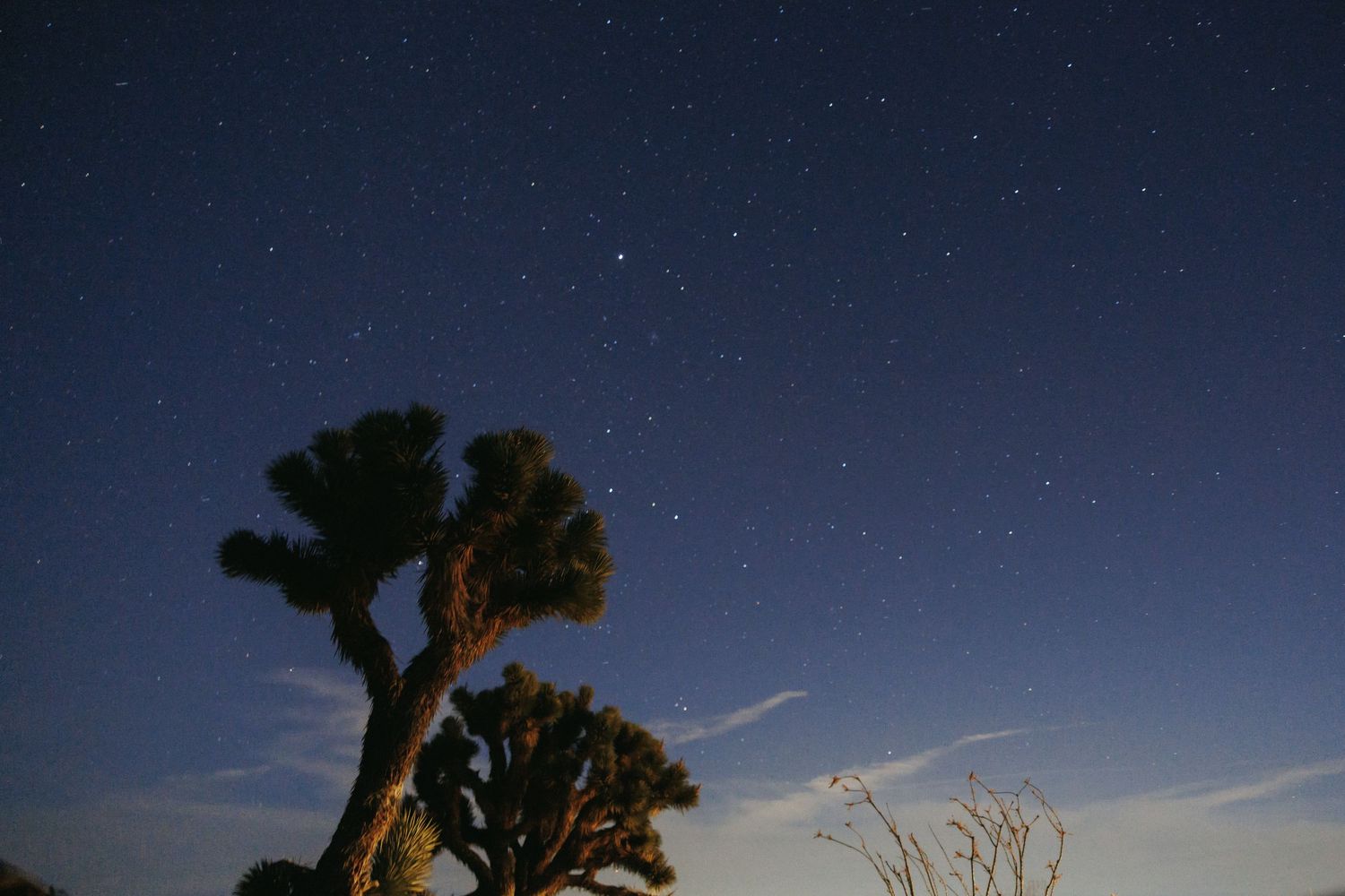 Stunning night sky filled with stars above illuminated Joshua Tree in desert landscape.