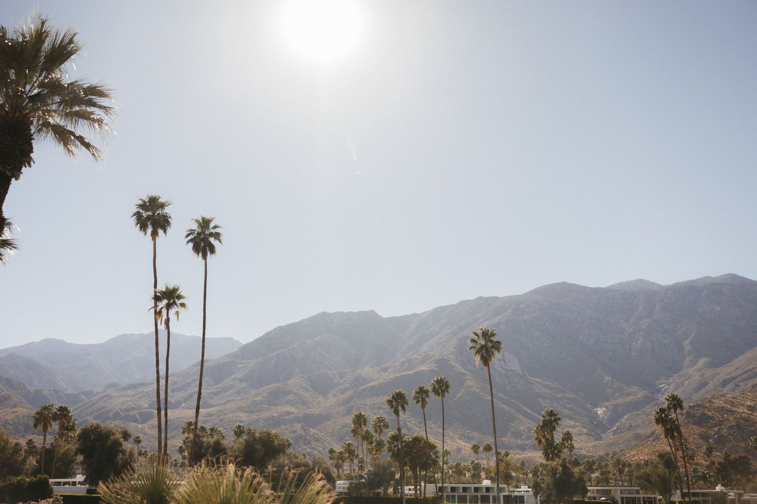 Palm trees and mountain views under bright sun in Palm Springs, California.