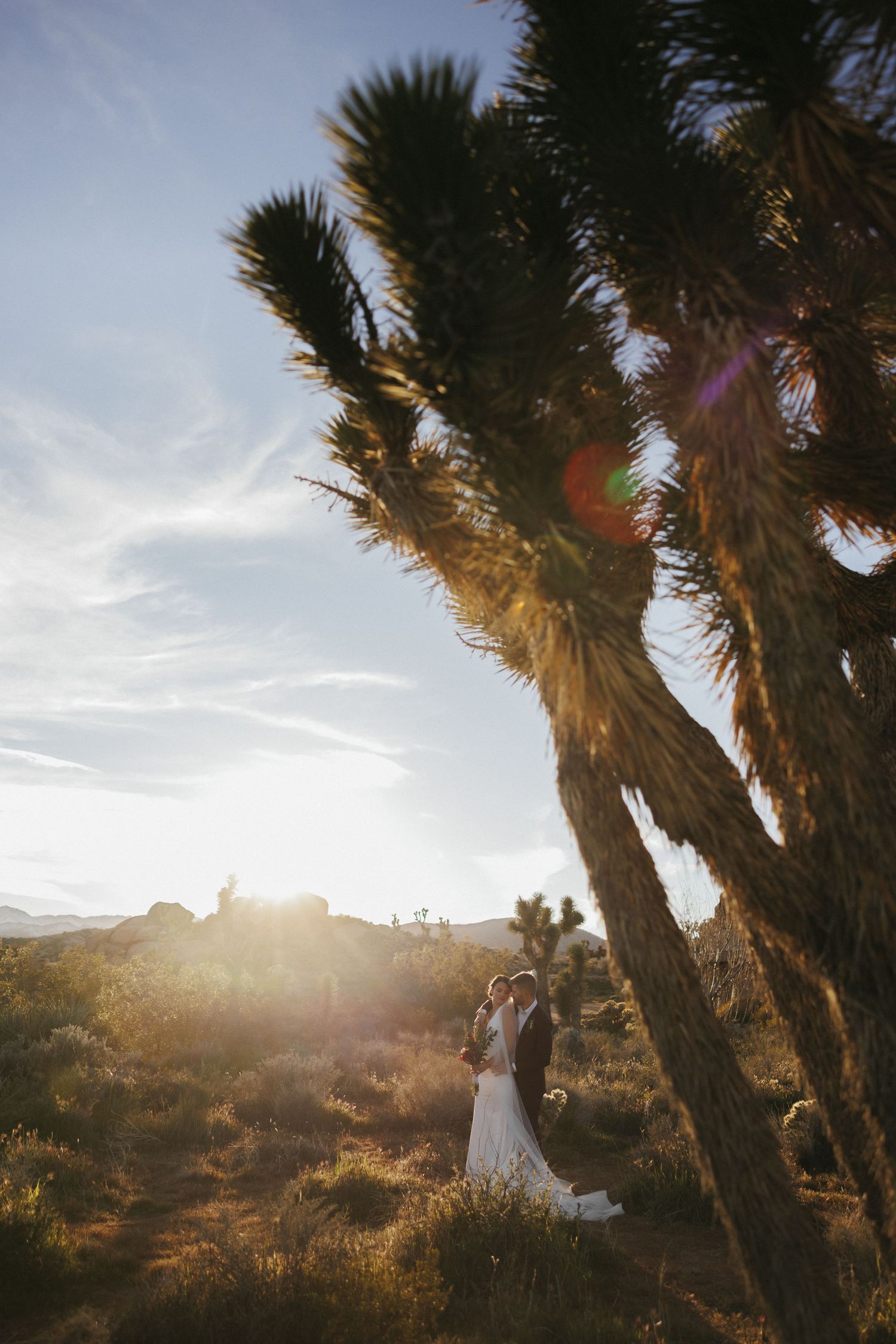A bride and groom embrace beneath a Joshua tree at golden sunset in the desert.