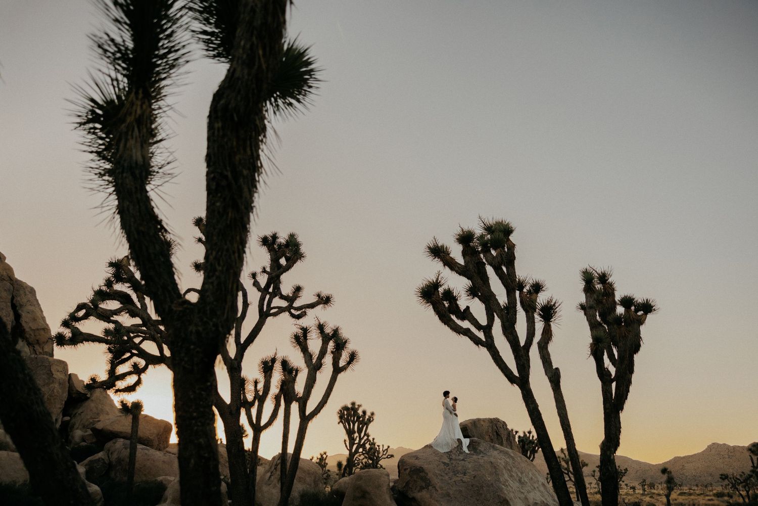 Silhouettes of Joshua trees against a dramatic sunset sky in Joshua Tree National Park.