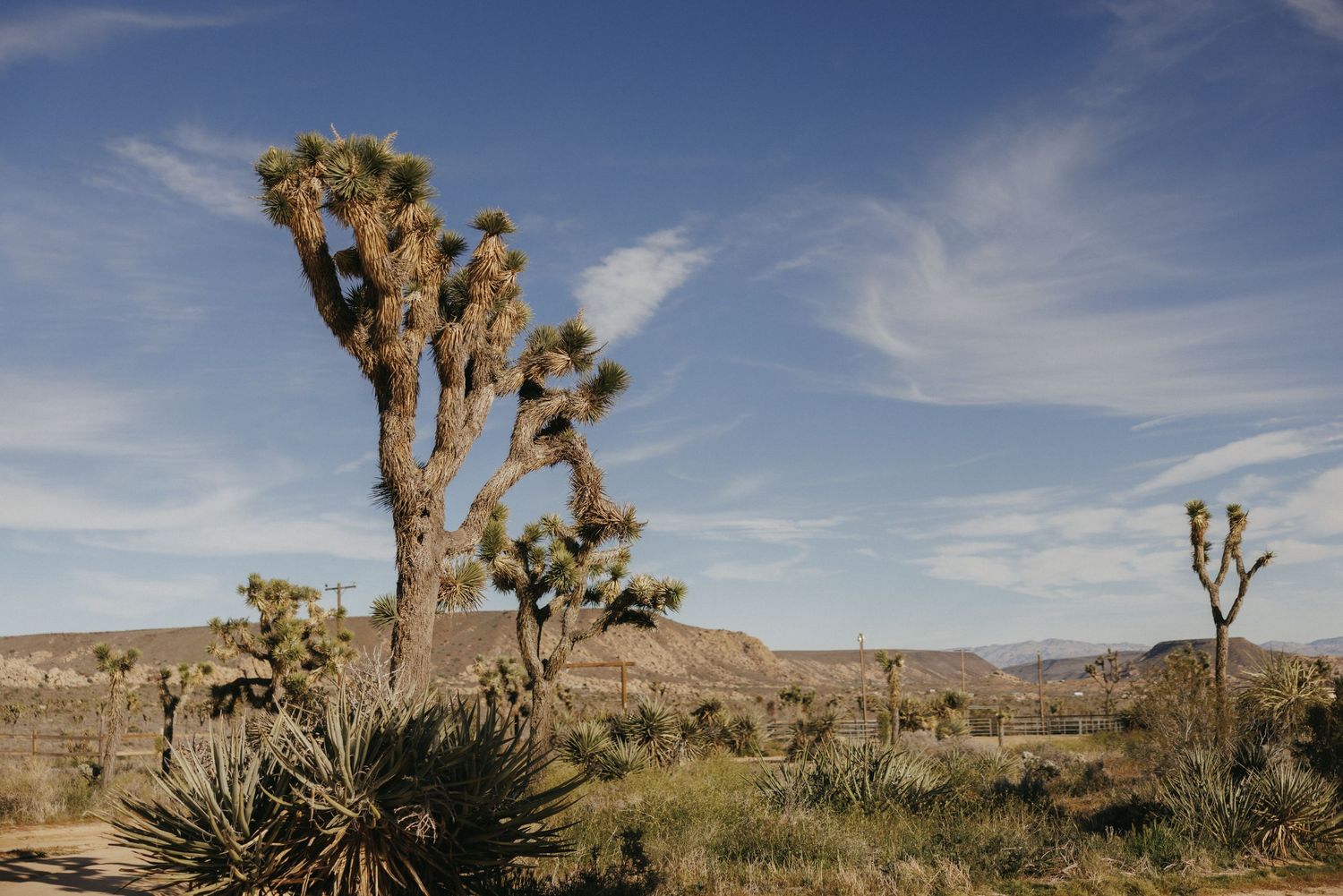 Joshua Tree desert landscape with tall Joshua trees under a blue sky with wispy clouds.