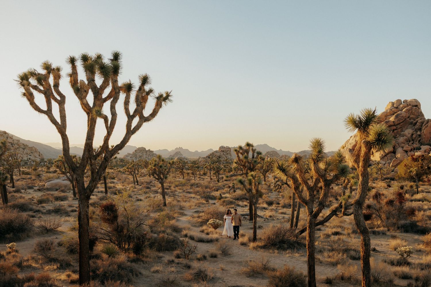 Couple standing among towering Joshua trees in a vast desert landscape at golden hour in Joshua Tree National Park.