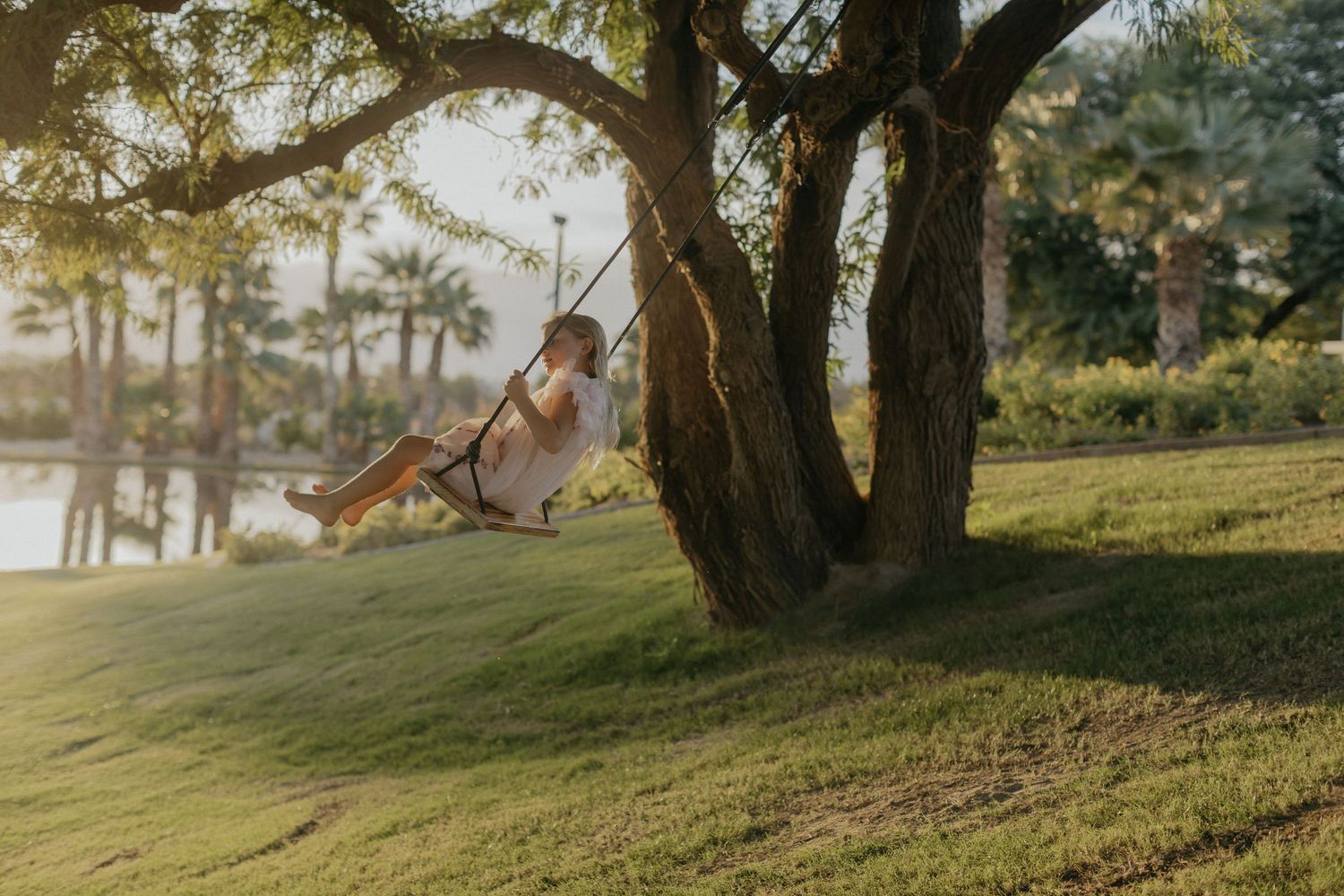Someone swings peacefully on a rope swing attached to a large tree during golden hour sunlight on a grassy hill.