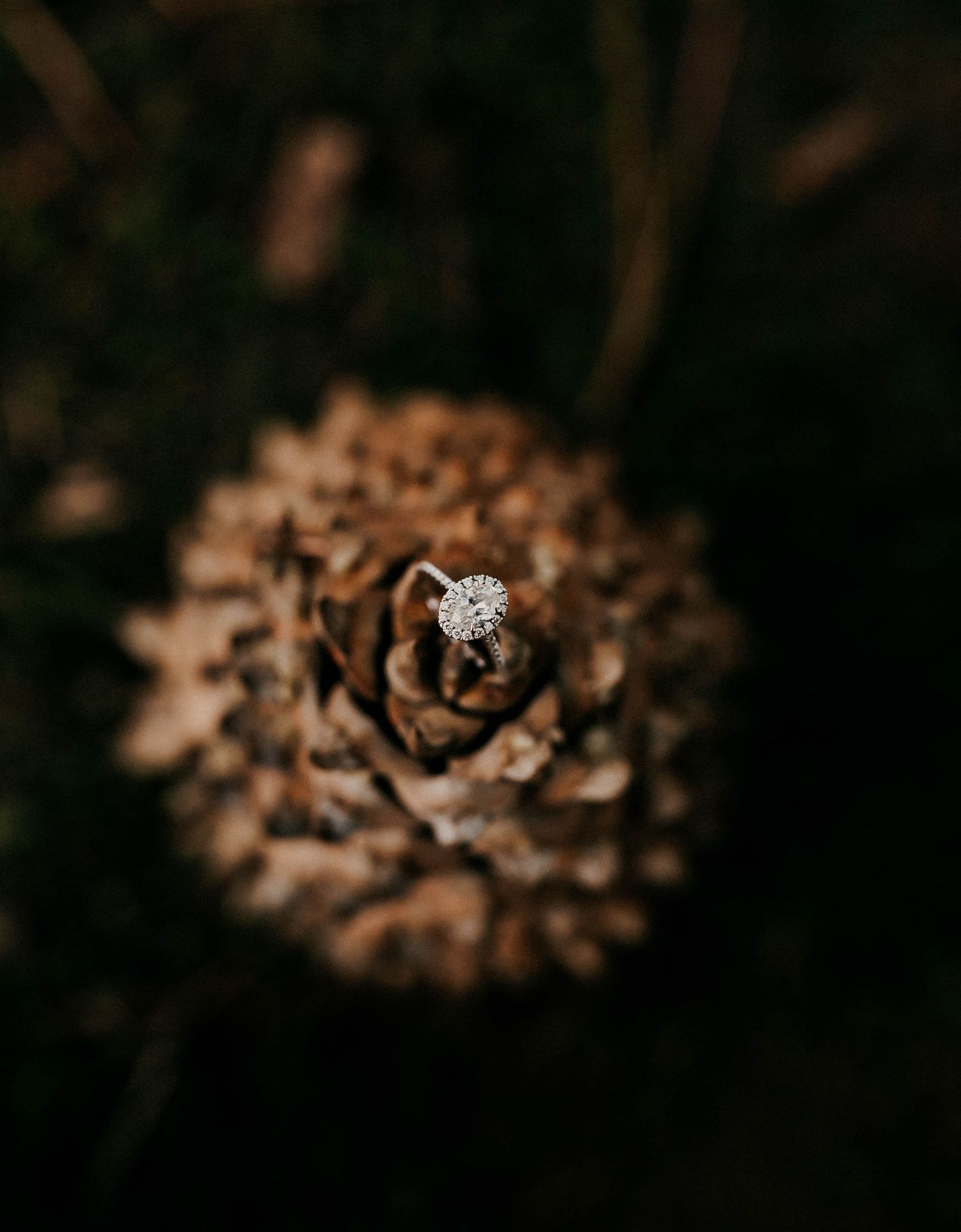 Close-up macro shot of delicate diamond engagement rings nestled among dried flowers with soft bokeh effect.