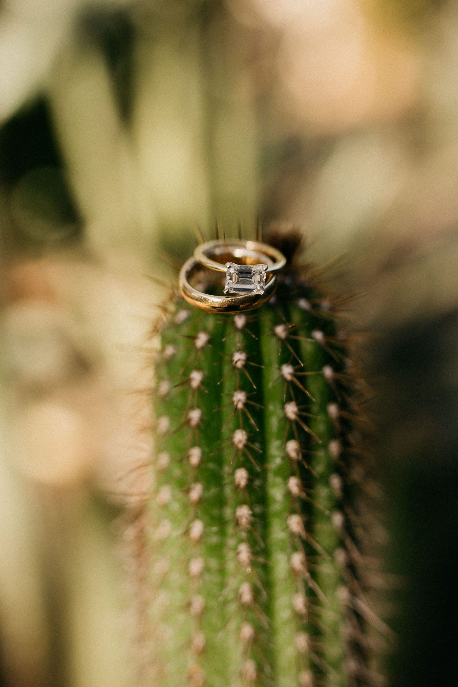 A platinum wedding ring perches atop a green cactus spine in an artistic macro photograph.