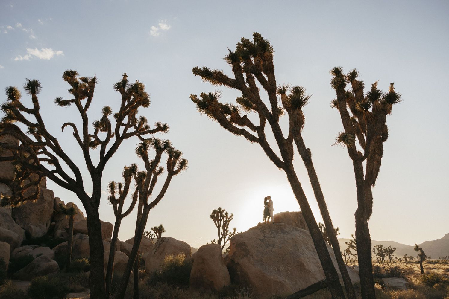Person standing on boulders among Joshua trees in desert landscape at golden hour in Joshua Tree National Park.