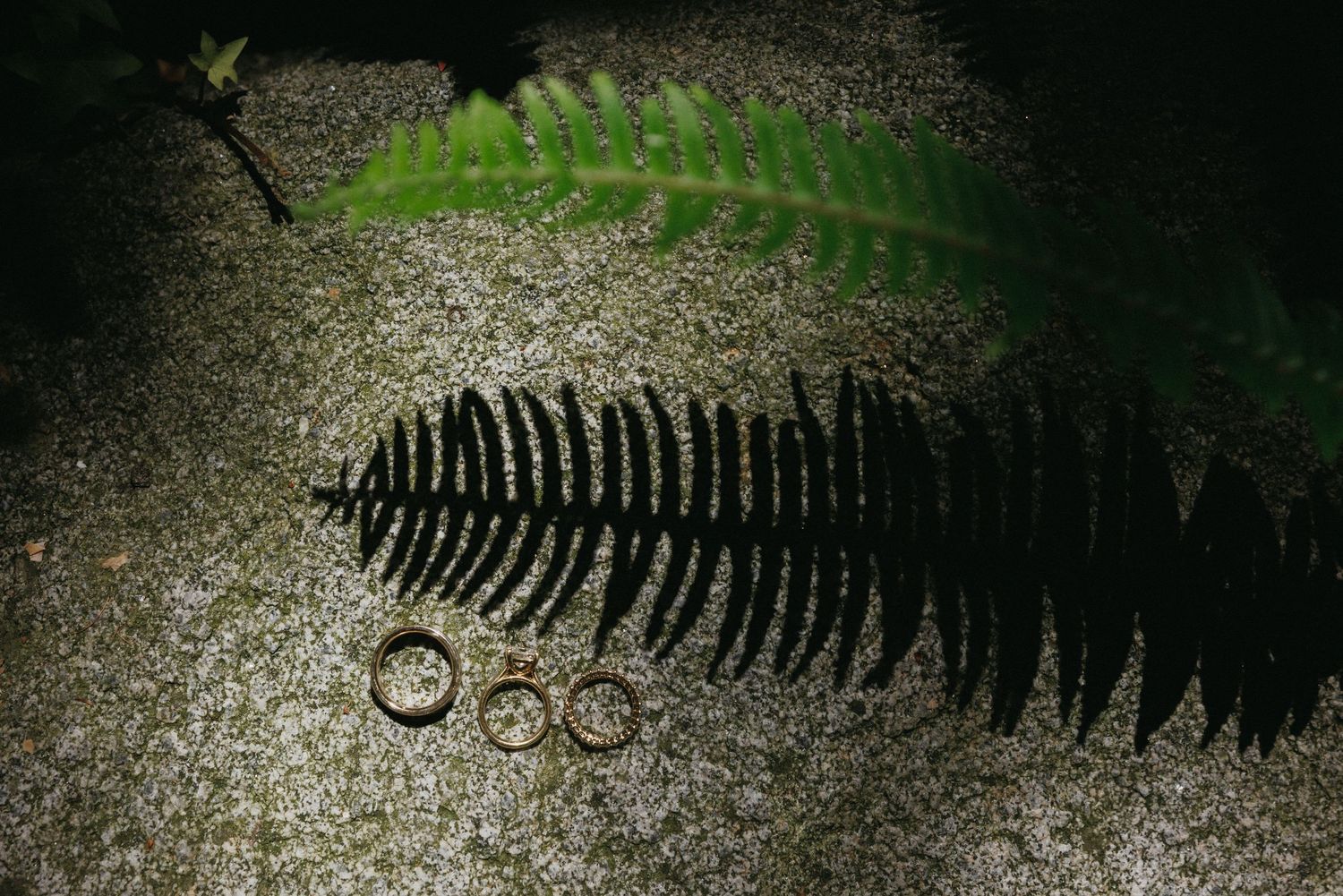 Two gold wedding rings rest on sandy ground beneath a fern leaf casting a dramatic shadow.