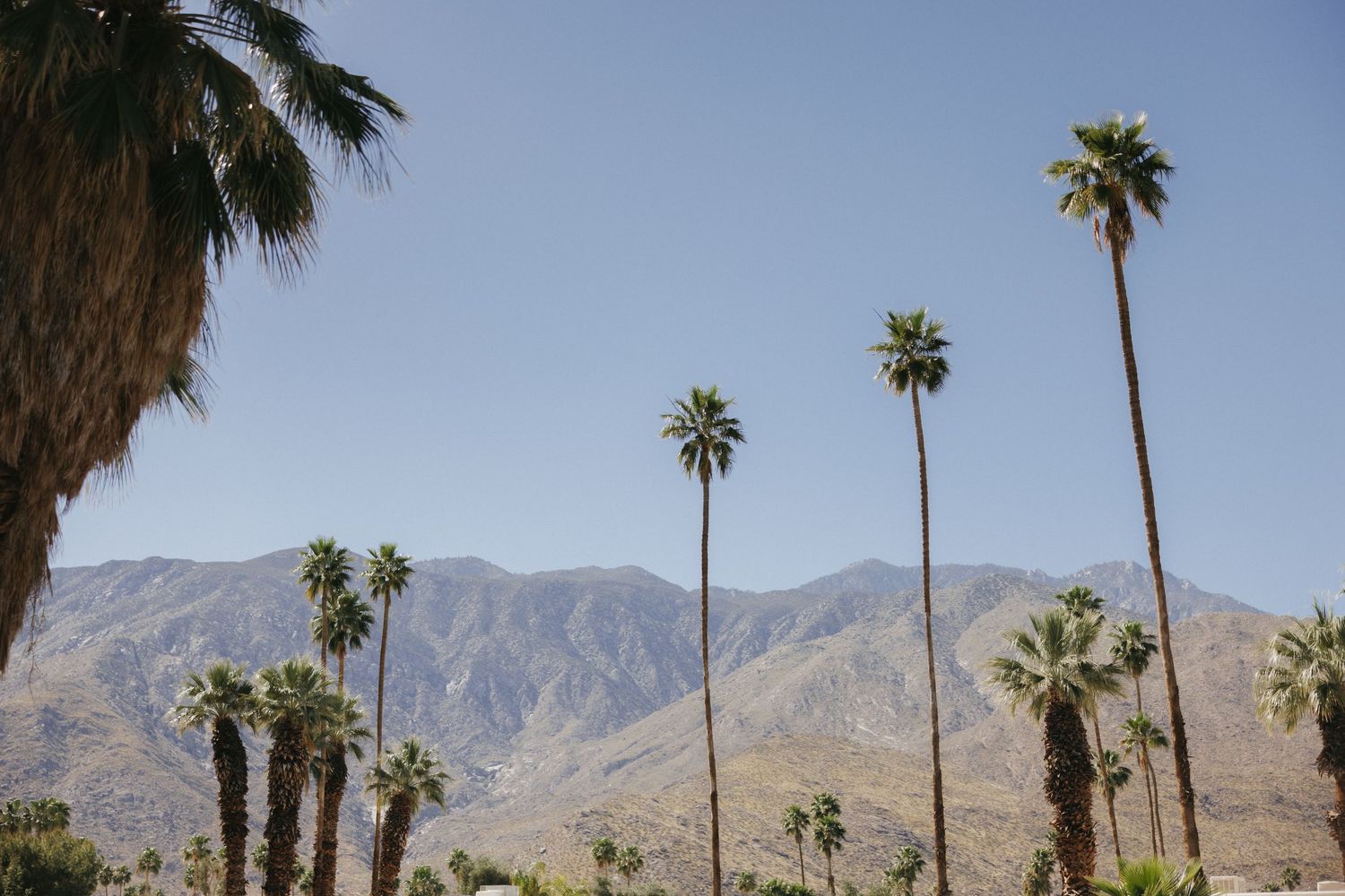 Tall palm trees against a clear blue sky with mountain backdrop in a sunny desert landscape.