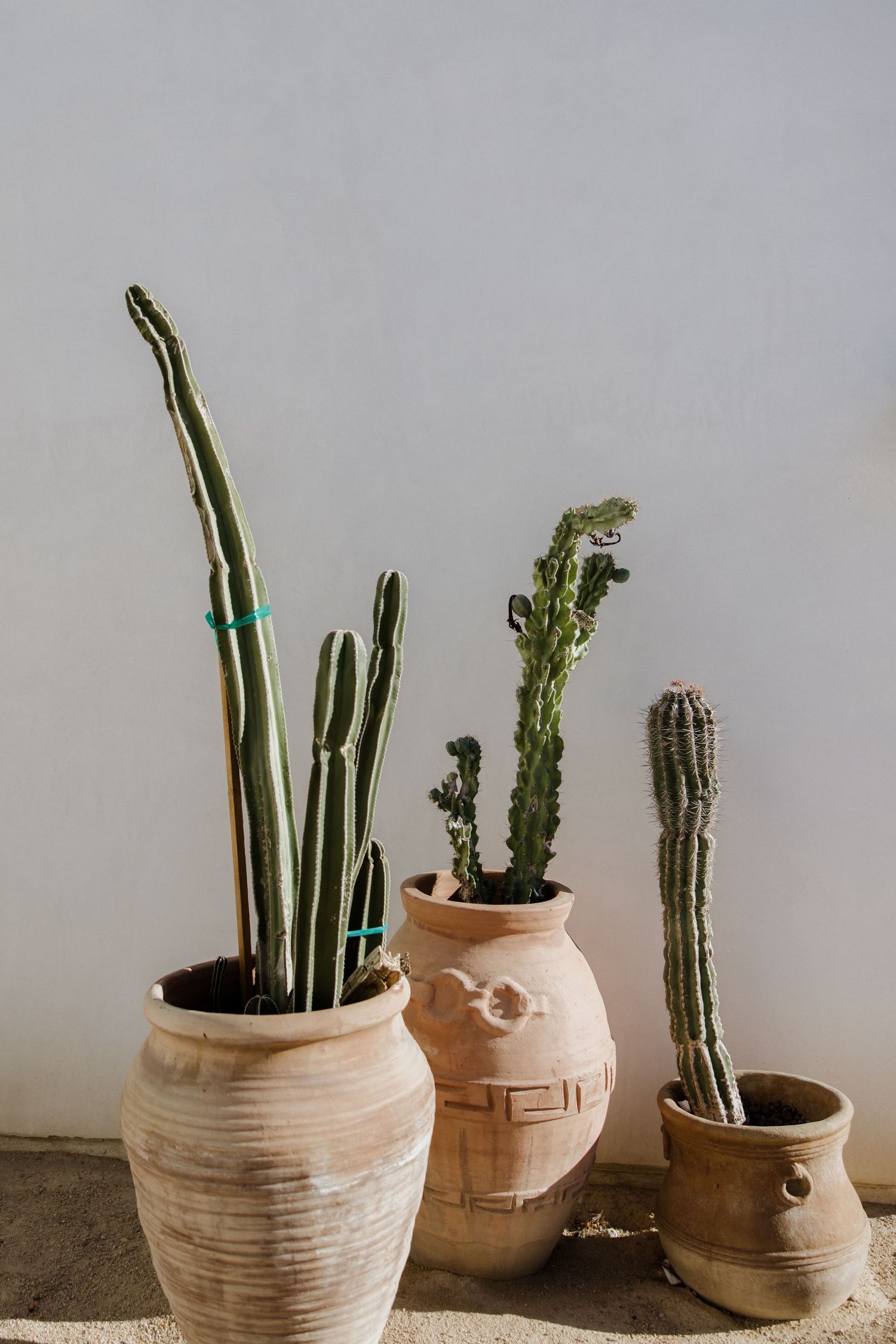 A series of desert plants and cacti displayed in stylish terracotta pots against a neutral gray background.