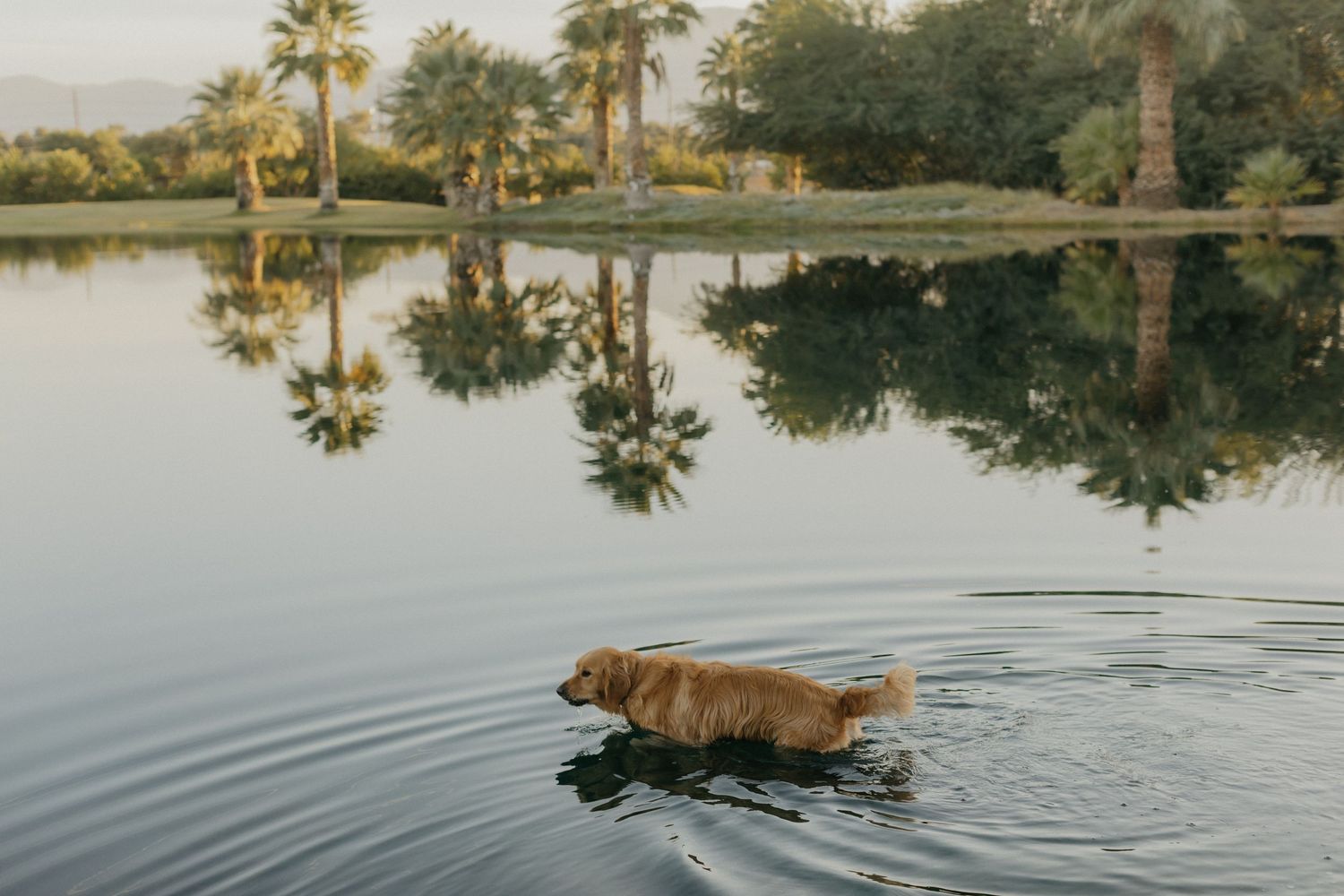 Golden retriever dog swims in a calm lake surrounded by palm trees and lush greenery.