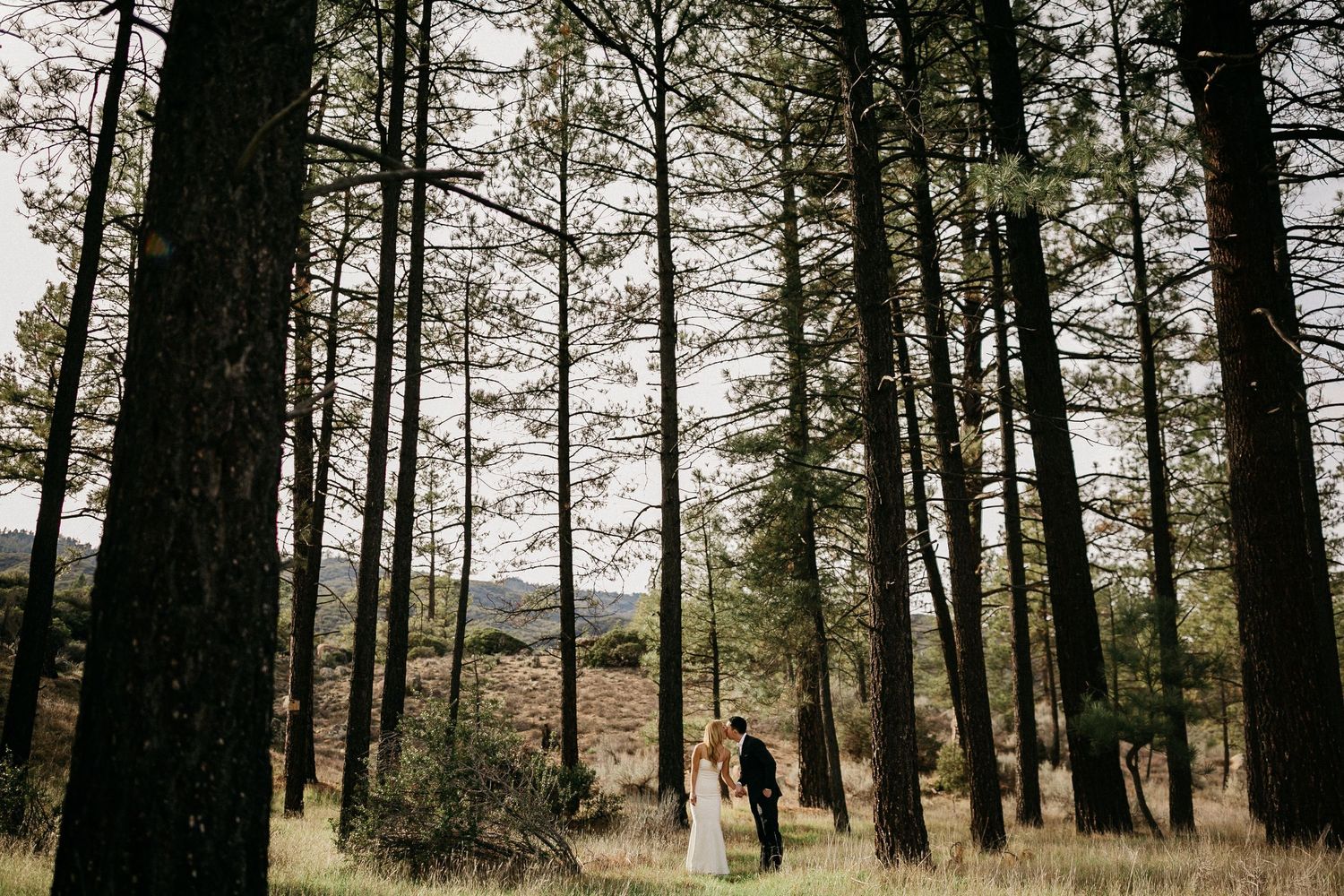 Pine forest landscape with tall evergreen trees creating a natural pathway through dense woodland.