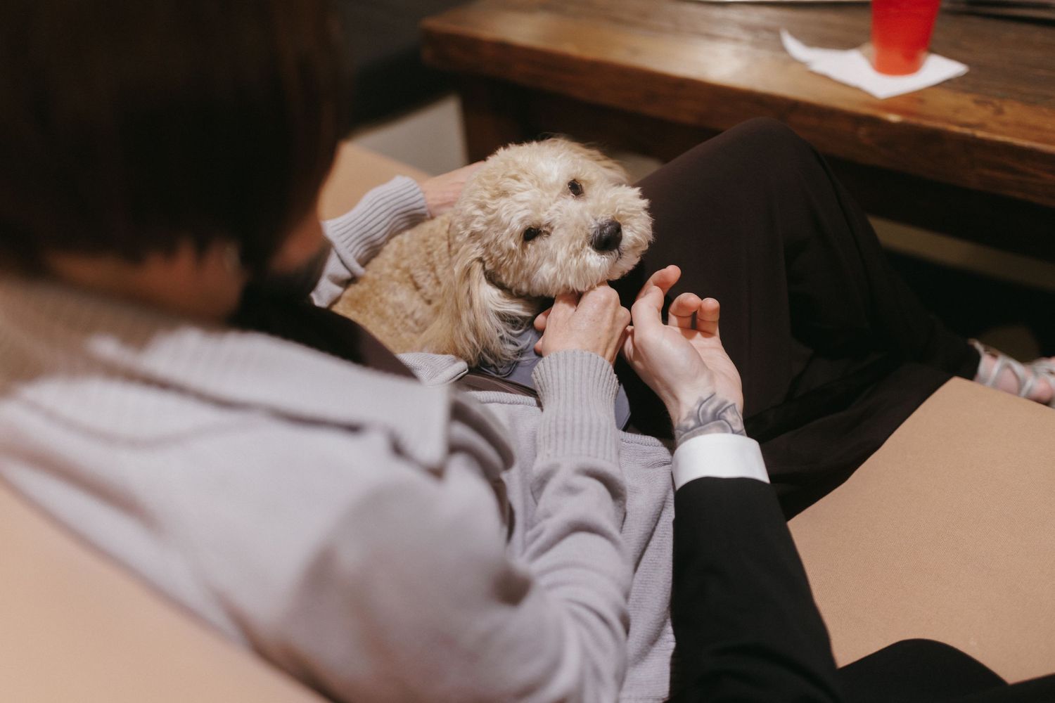 Person petting a fluffy white dog while seated indoors at a casual gathering.