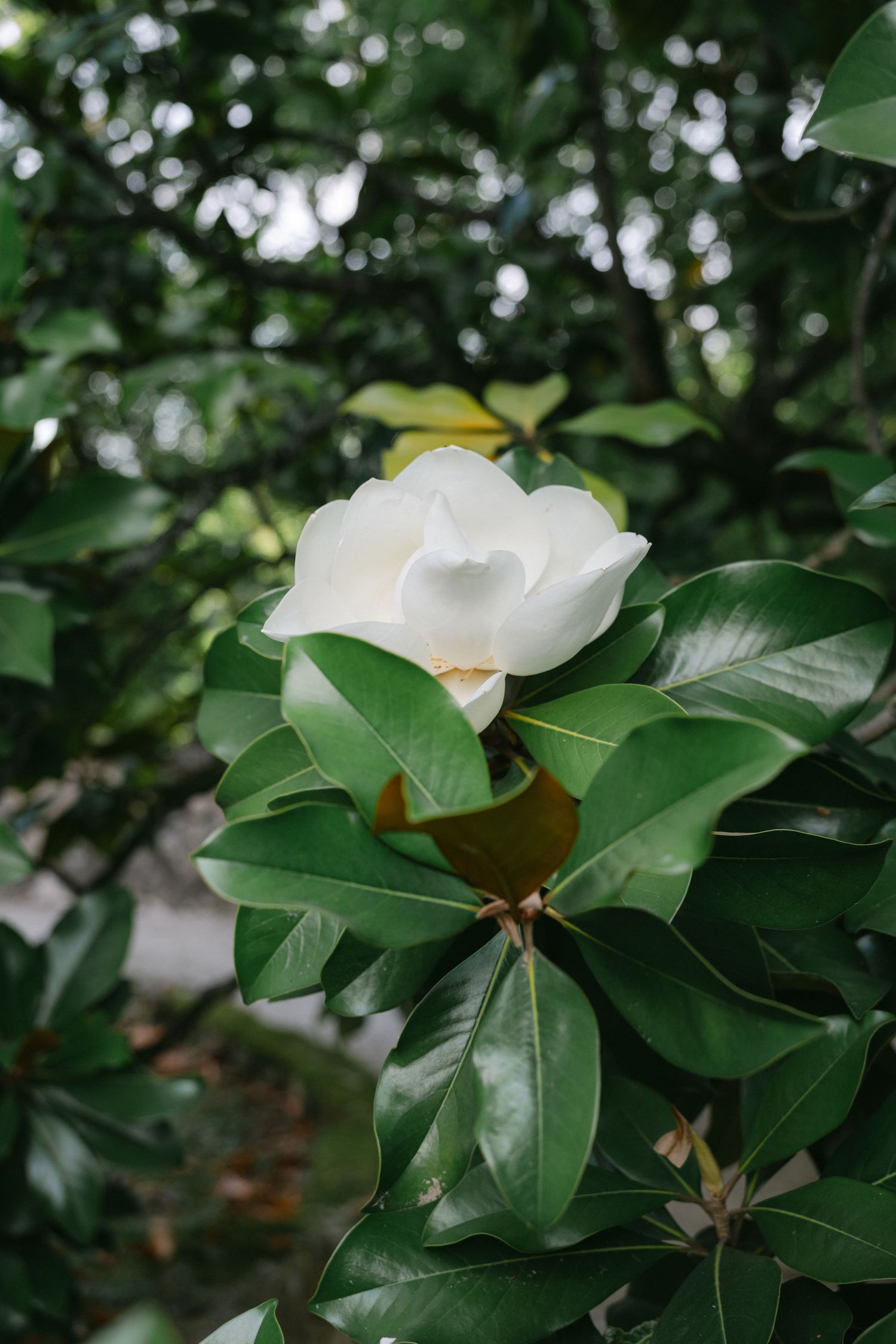 A white magnolia flower blooming among glossy green leaves on a magnolia tree in a lush garden setting. - Toulouse, Frnace