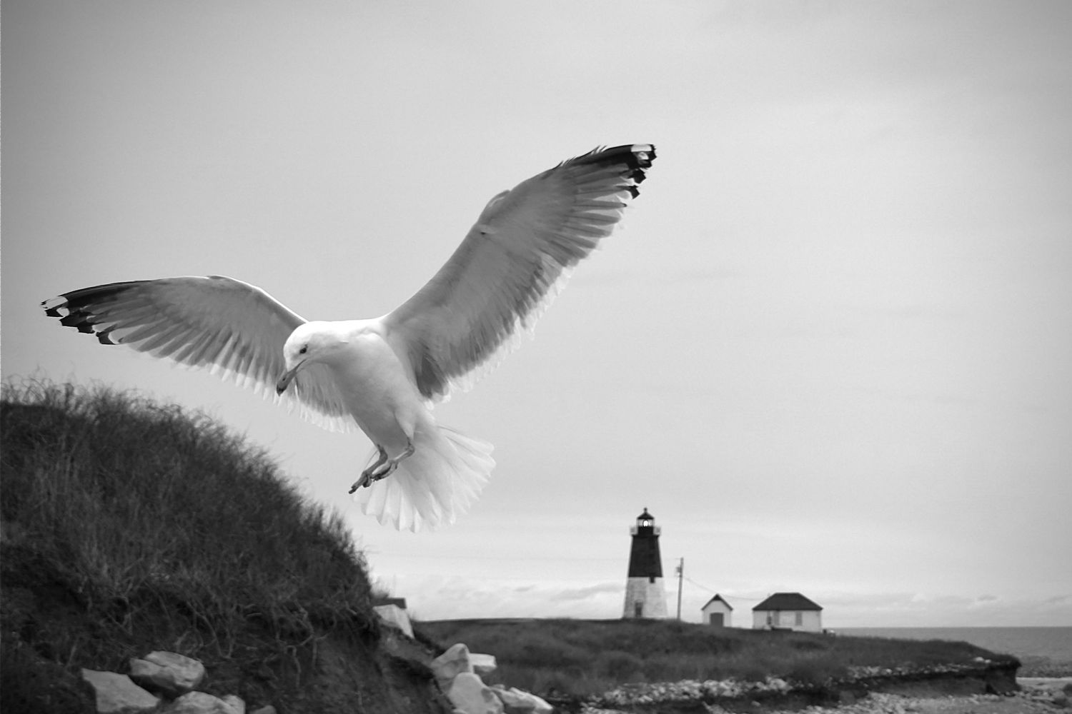 Seagulls soar gracefully near a lighthouse perched on rocky cliffs against a misty coastal backdrop.