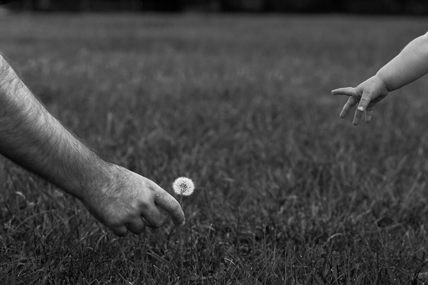 Parent and child reaching toward a dandelion in a grassy field during a family session.