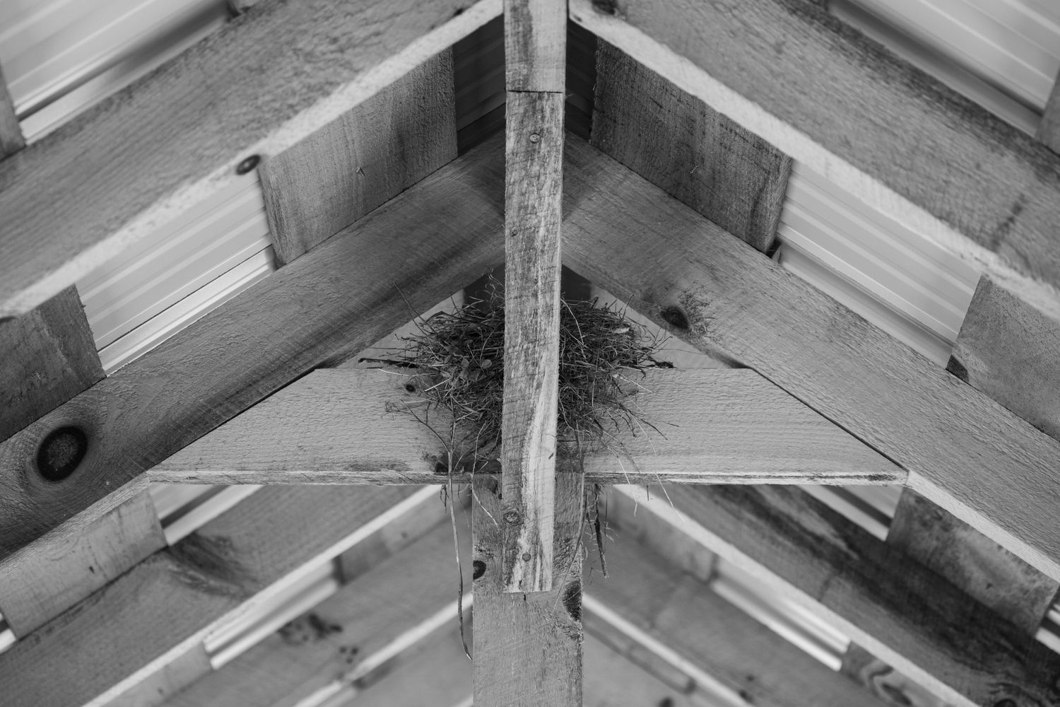 Close-up view of wooden roof beams and joists showing architectural construction details in black and white. Birds nest. Wedding Details