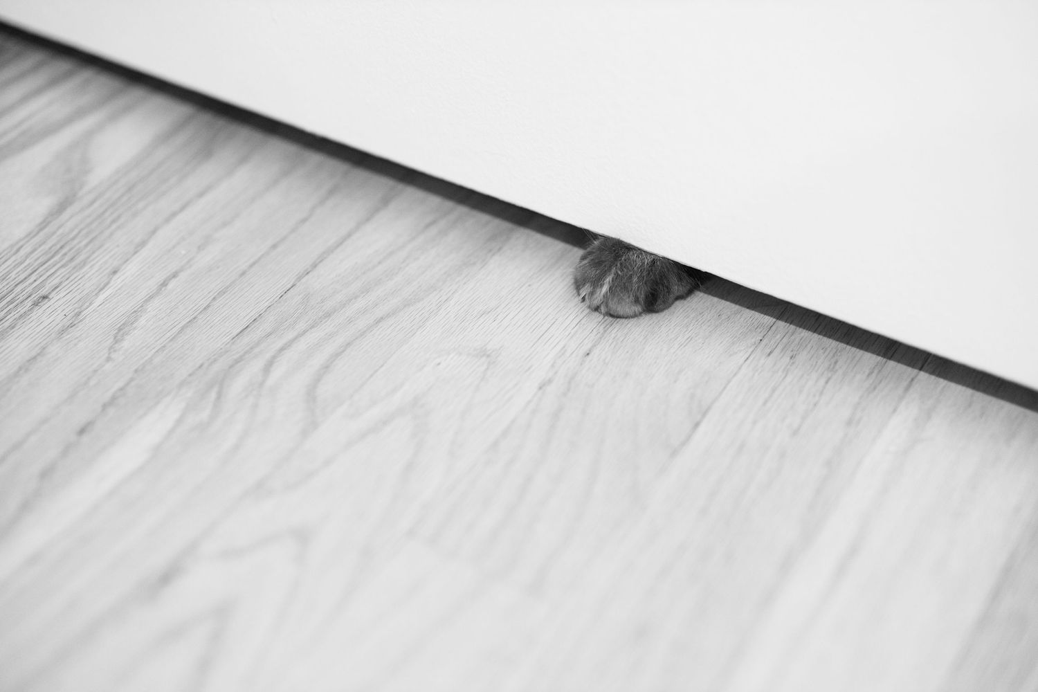 Cats paw underneath bedroom door.