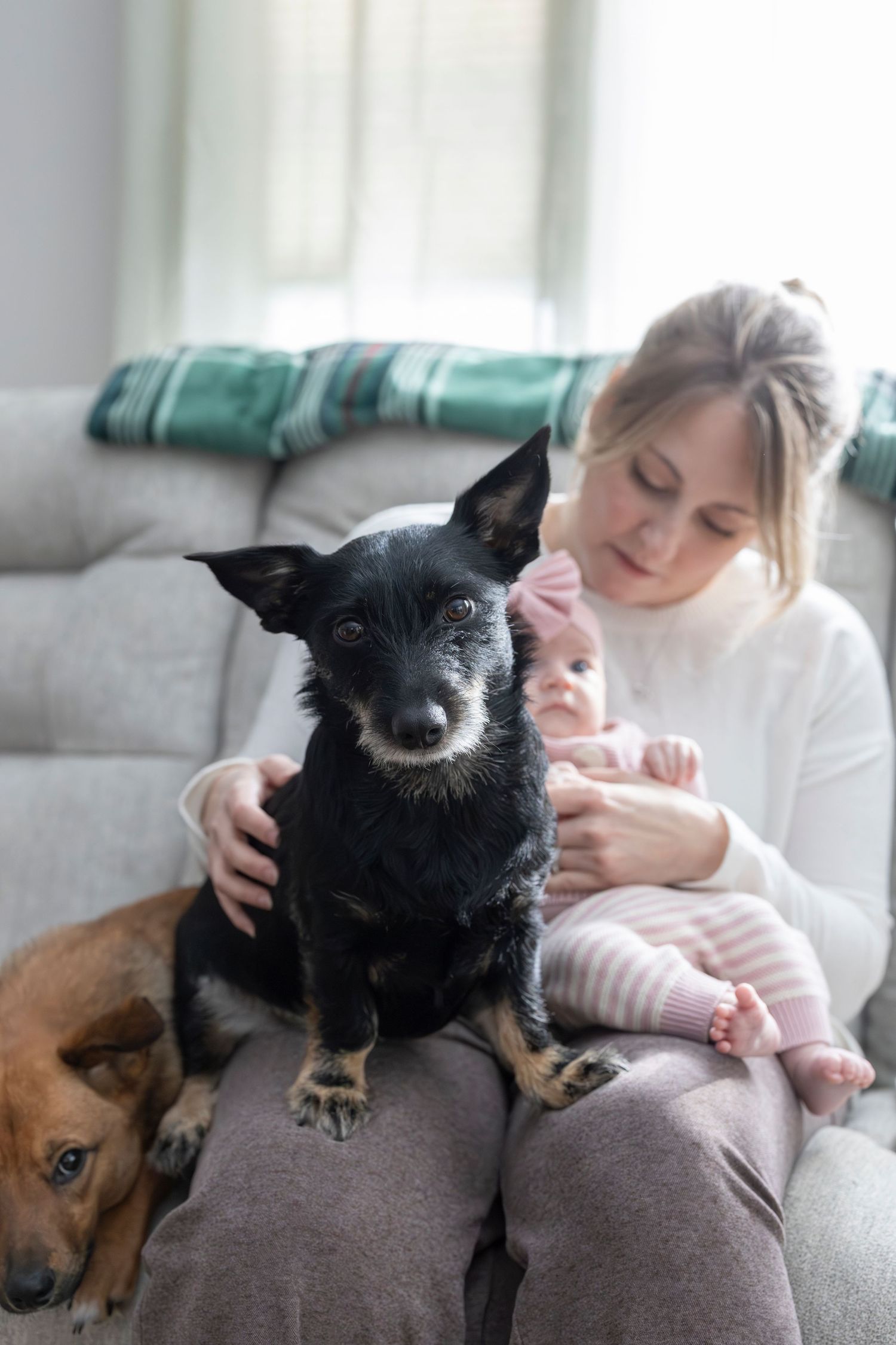 A black dog and brown dog cuddle together with a new born baby on a cozy gray couch.