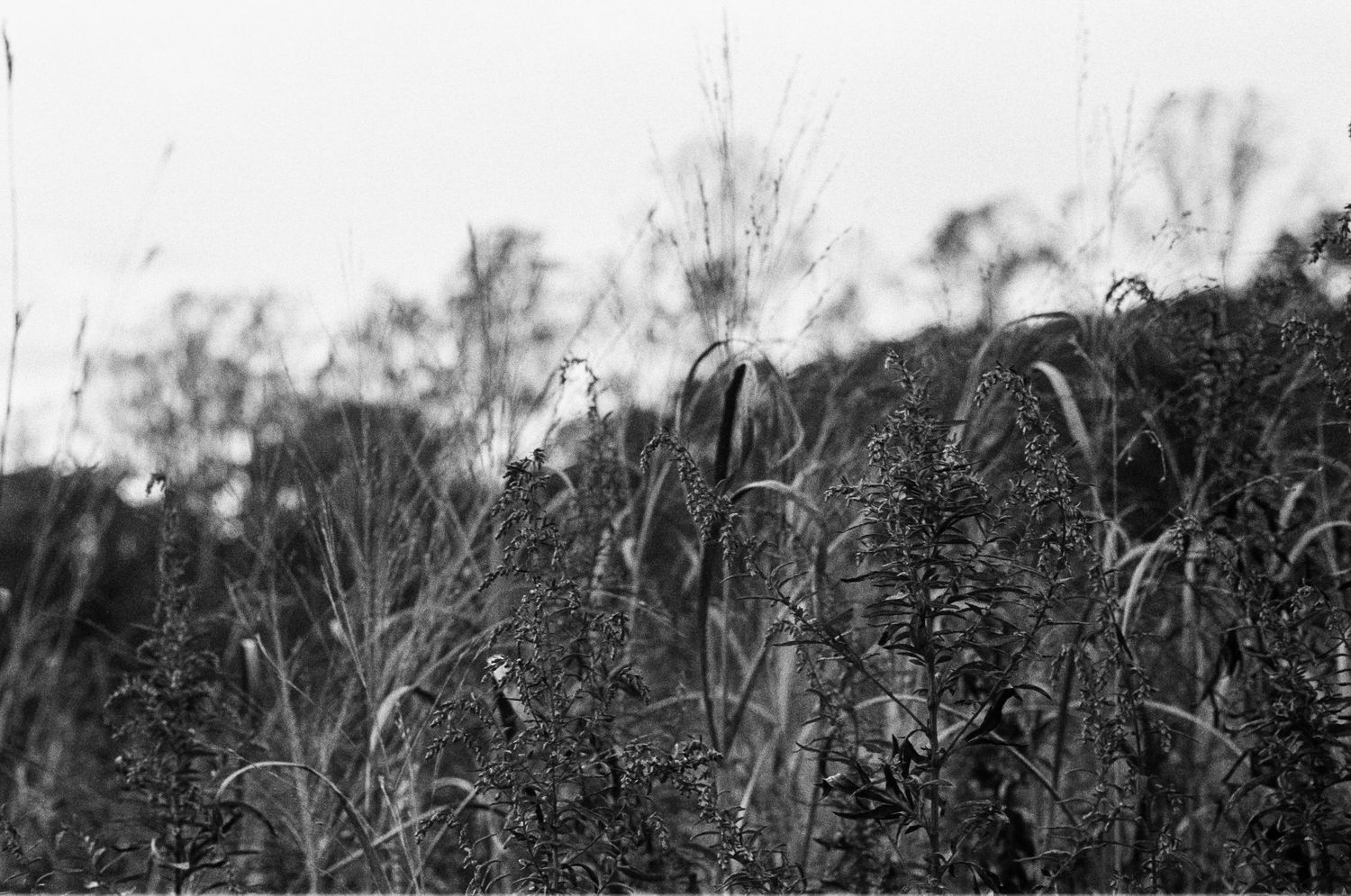 A scenic panoramic view of a mountain landscape with silhouetted trees and rolling hills against a cloudy sky. 35mm film